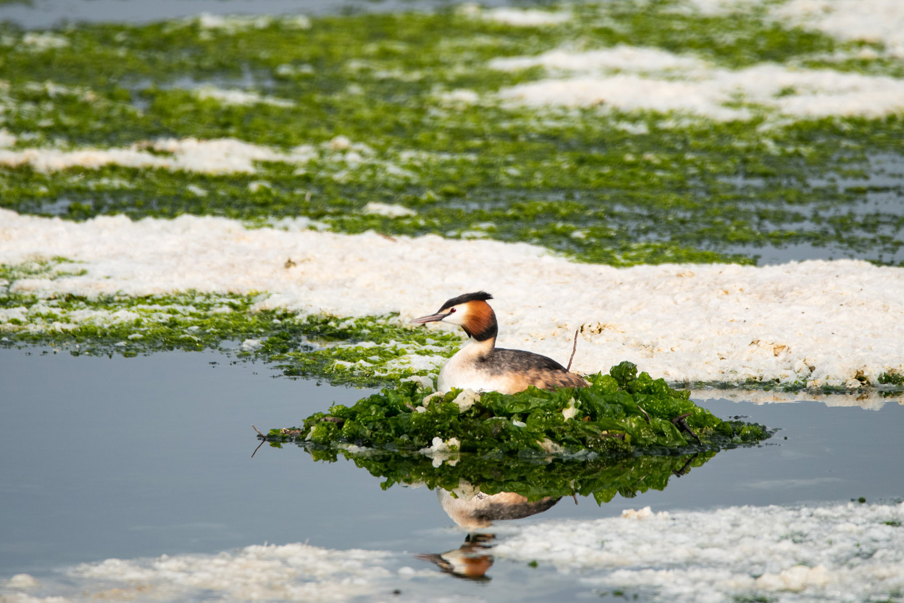 Svasso maggiore in covata