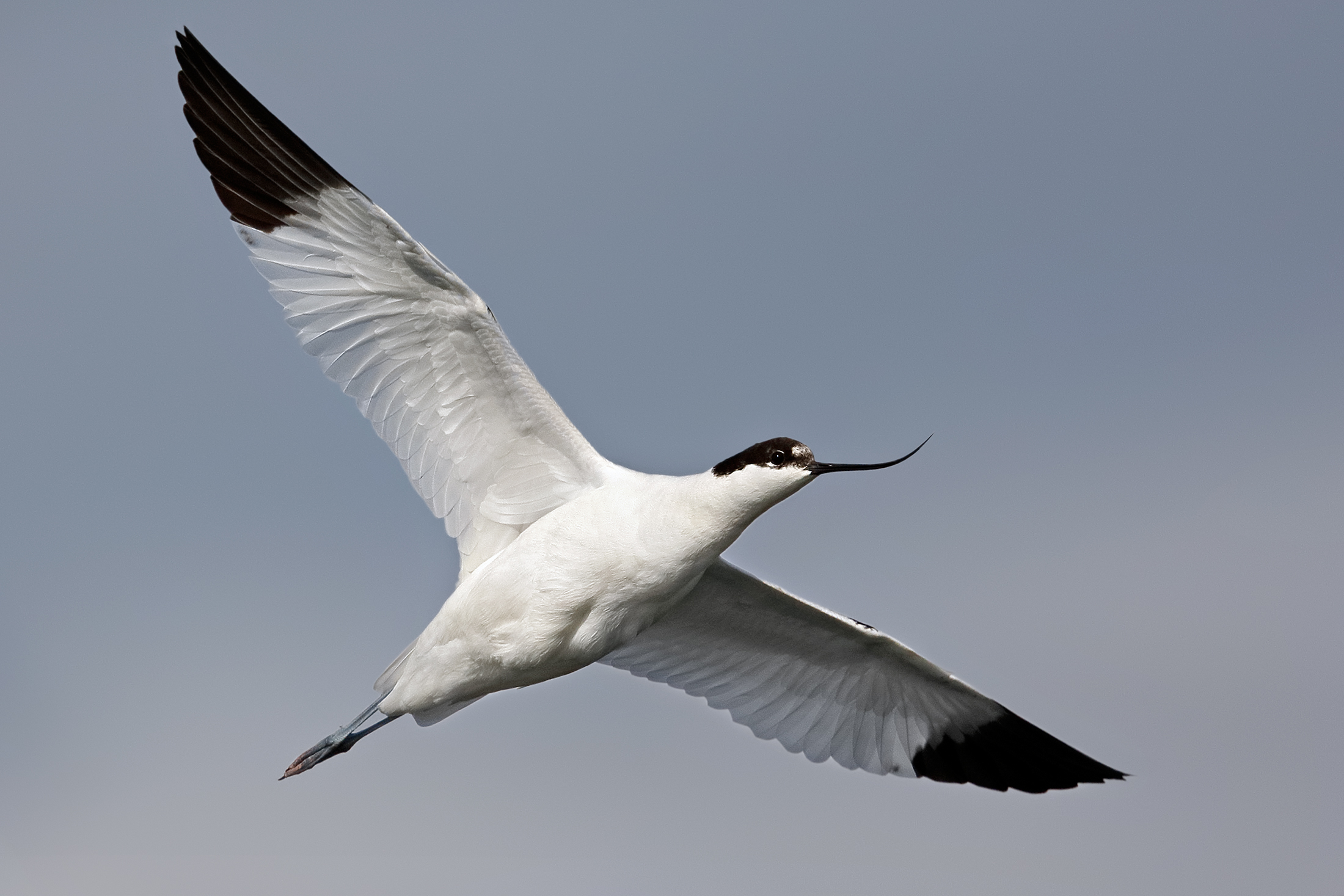 Avocet
