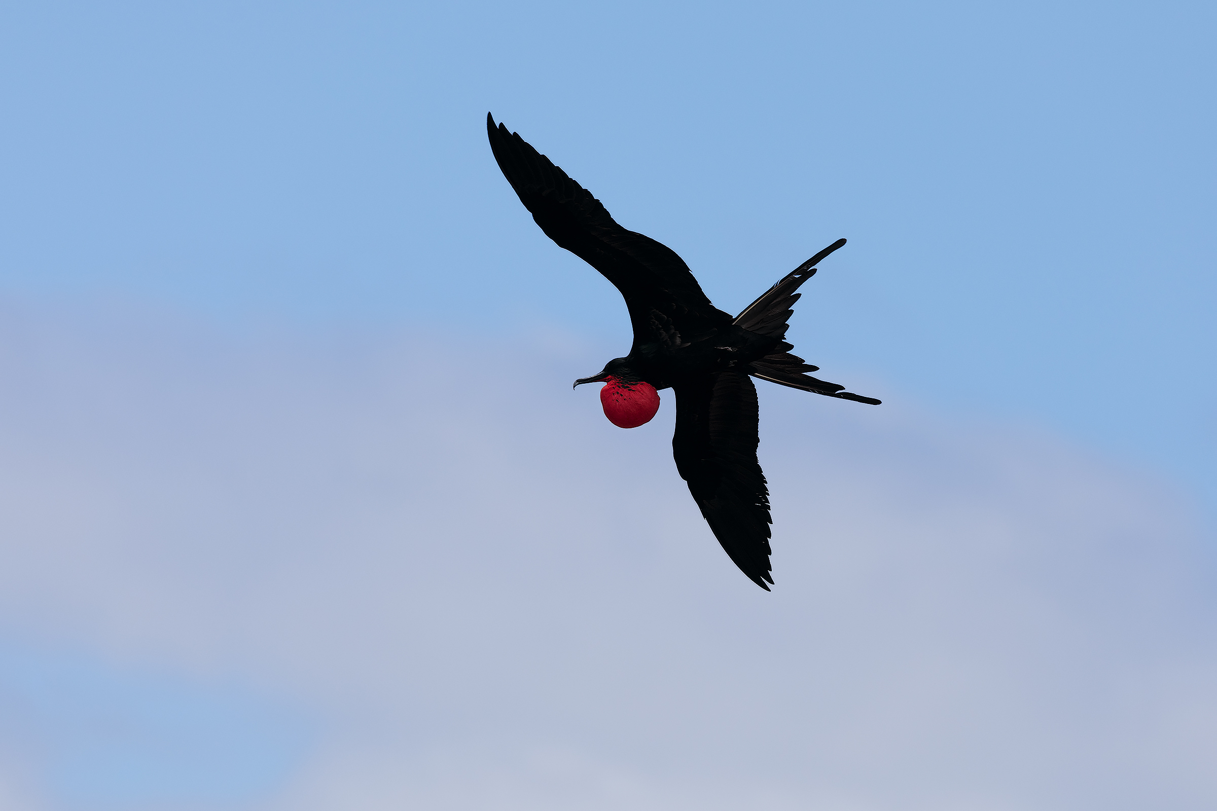 Fregata Magnifica in amore