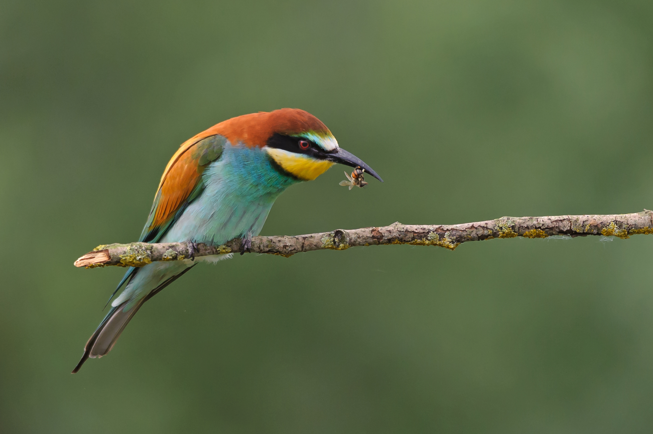 Bee-eater with prey
