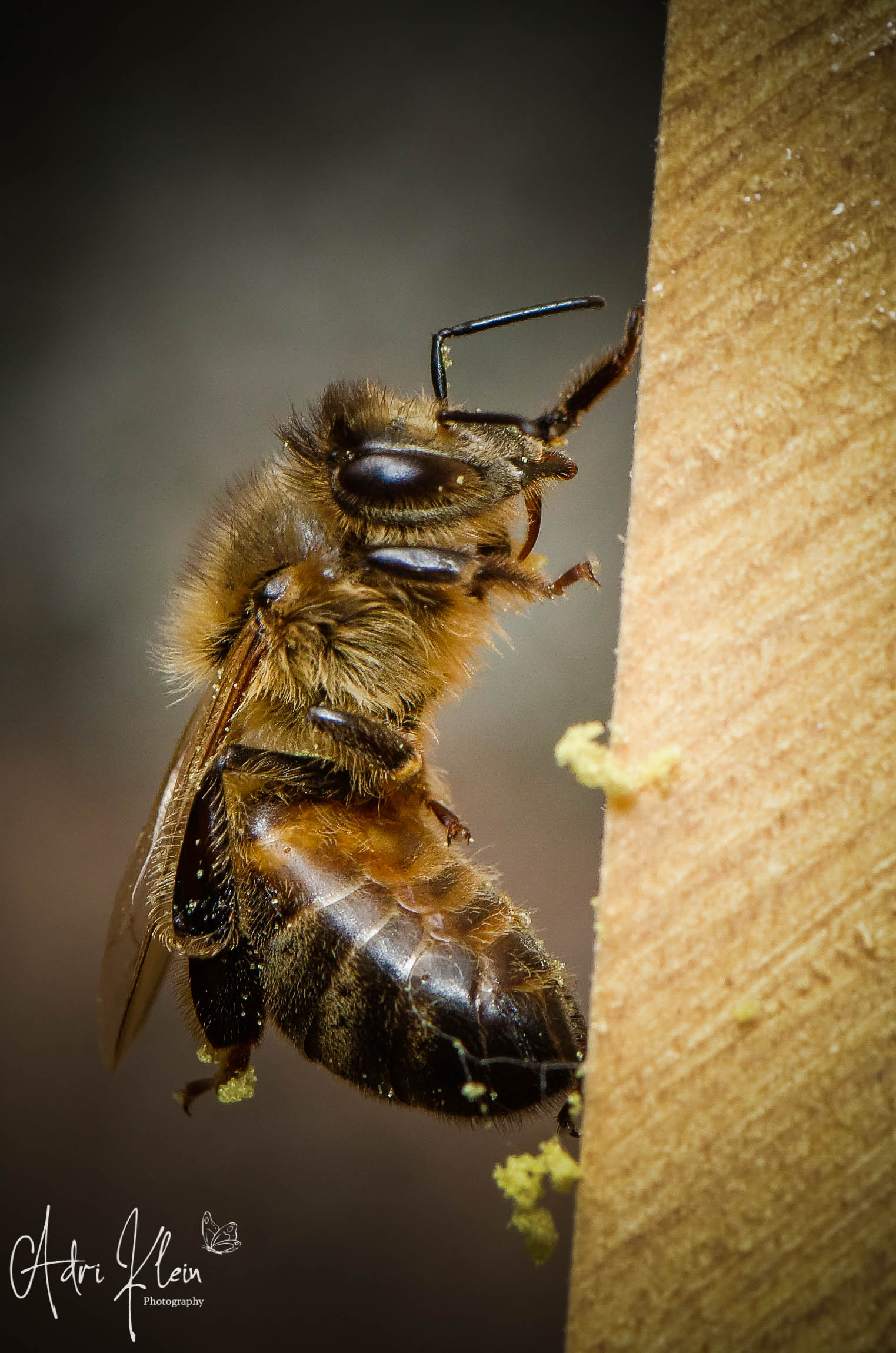 Honeybee