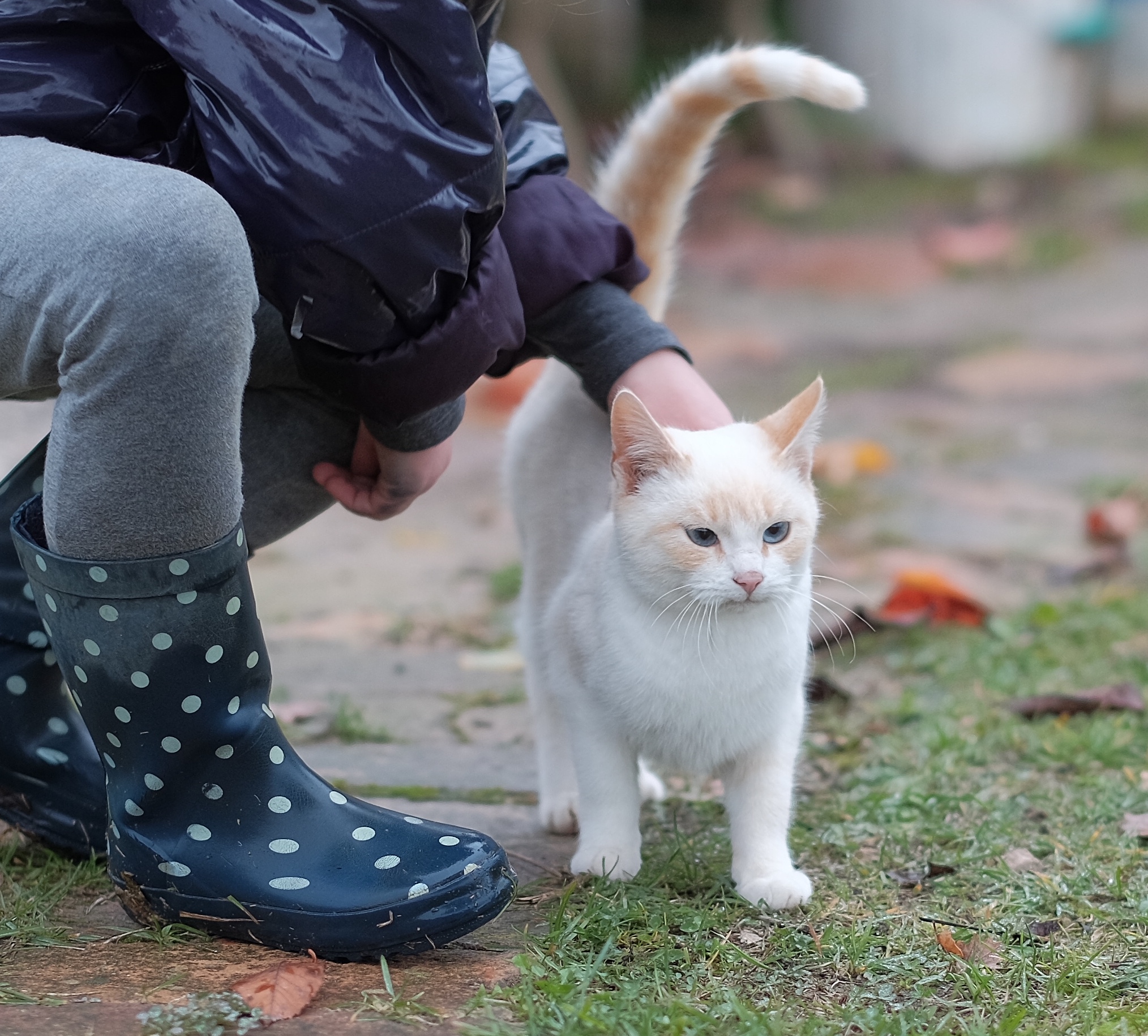 Friends for the.... Fur!