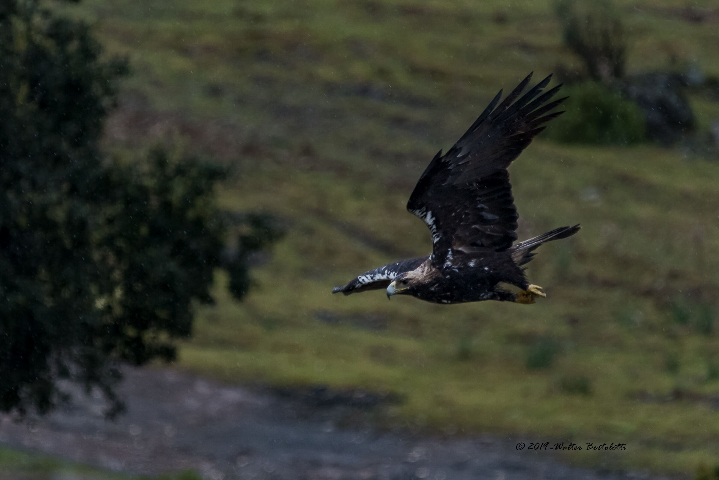 aquila imperiale iberica