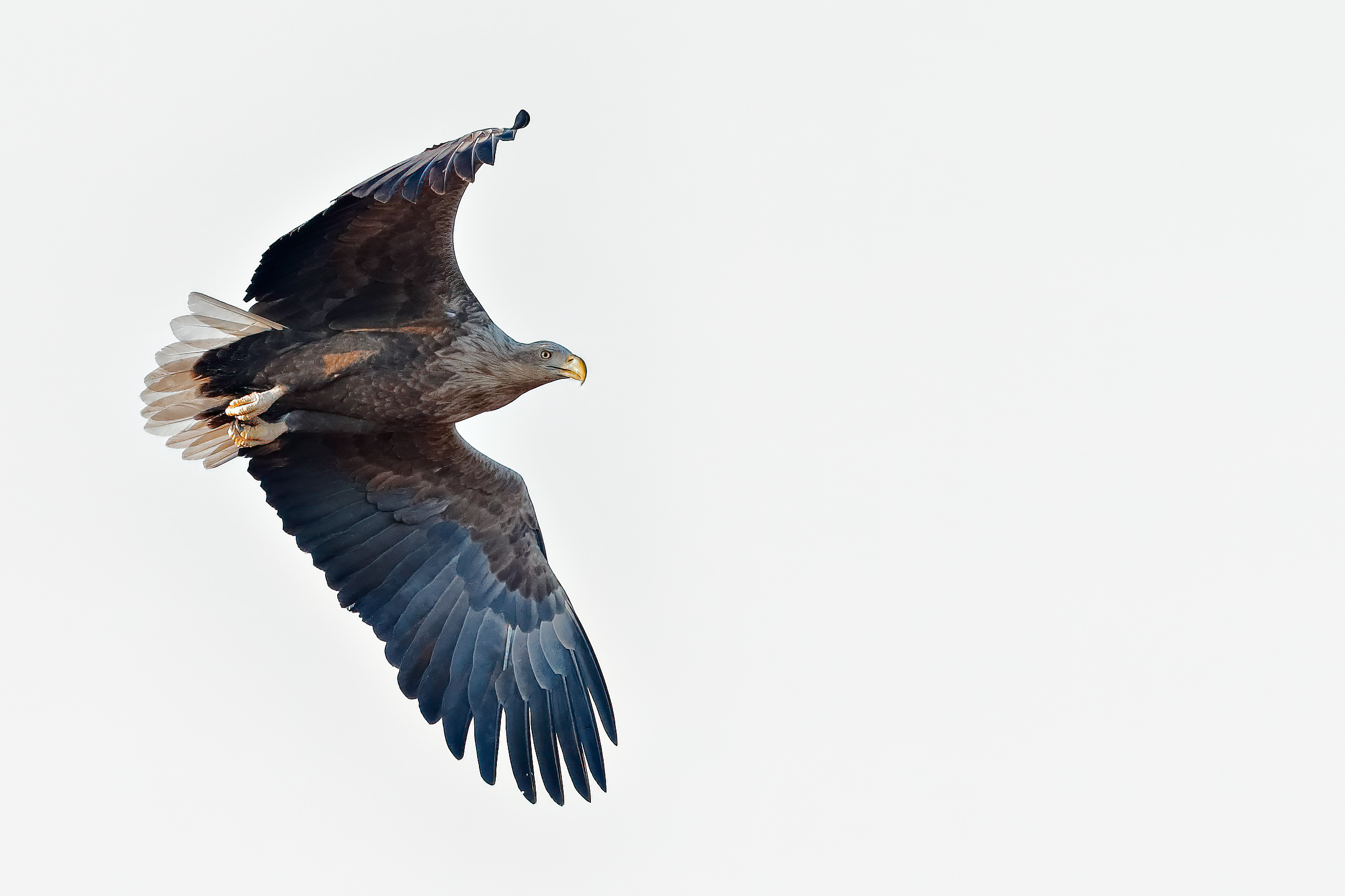White Tailed Eagle 2
