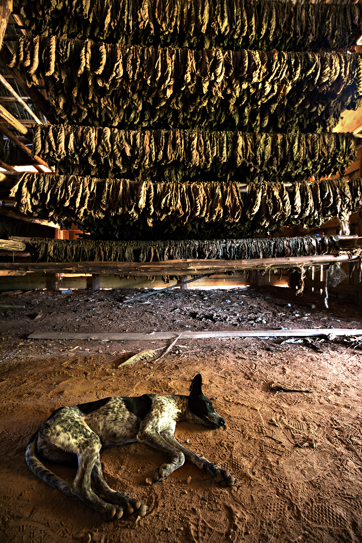 Un cane dorme..., Viñales, Cuba.