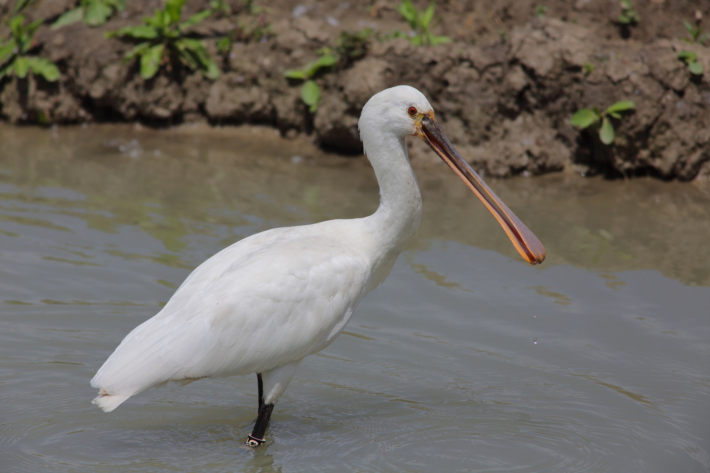 Platalea Leucorodia-Spatula