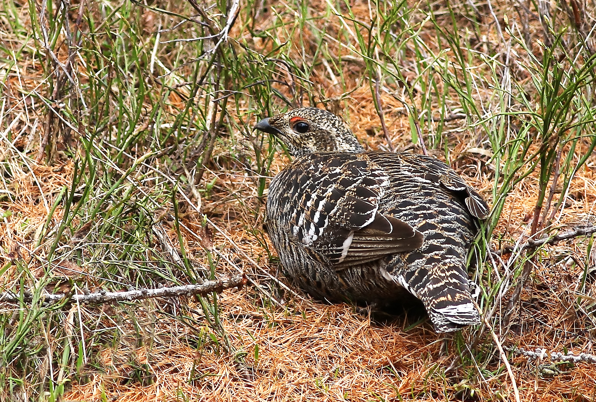 Female Pheasant