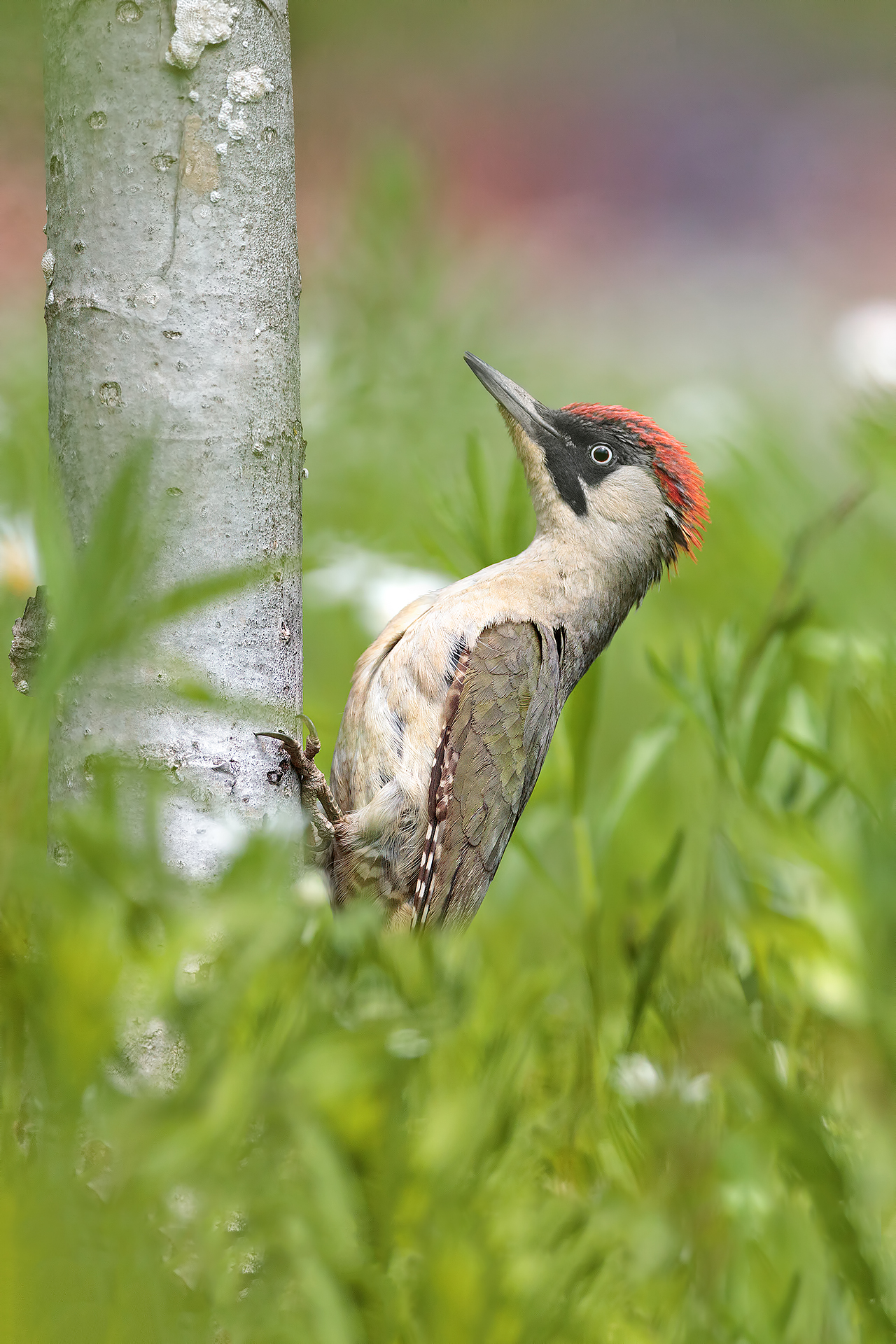 Brush strokes of.... Green