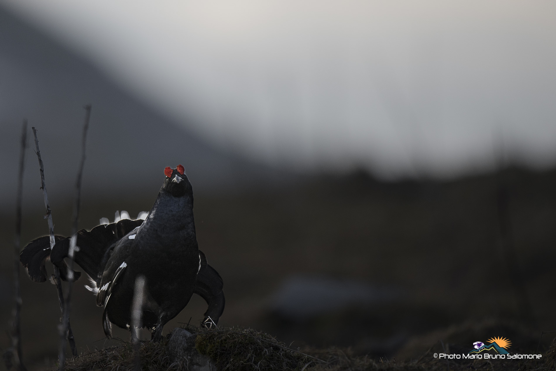 Alle prime flebili luci dopo la  notte.