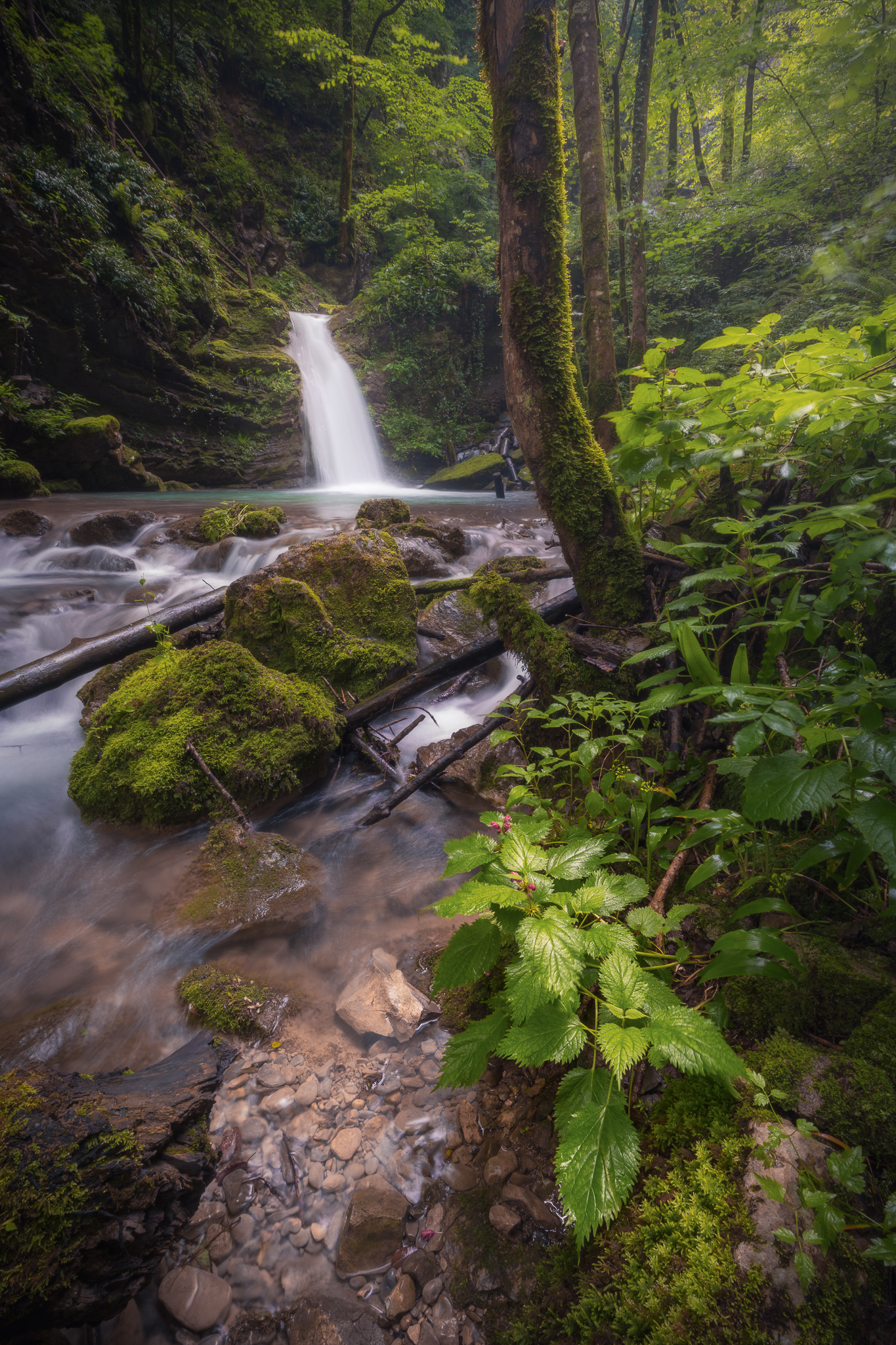 Passeggiando per i boschi