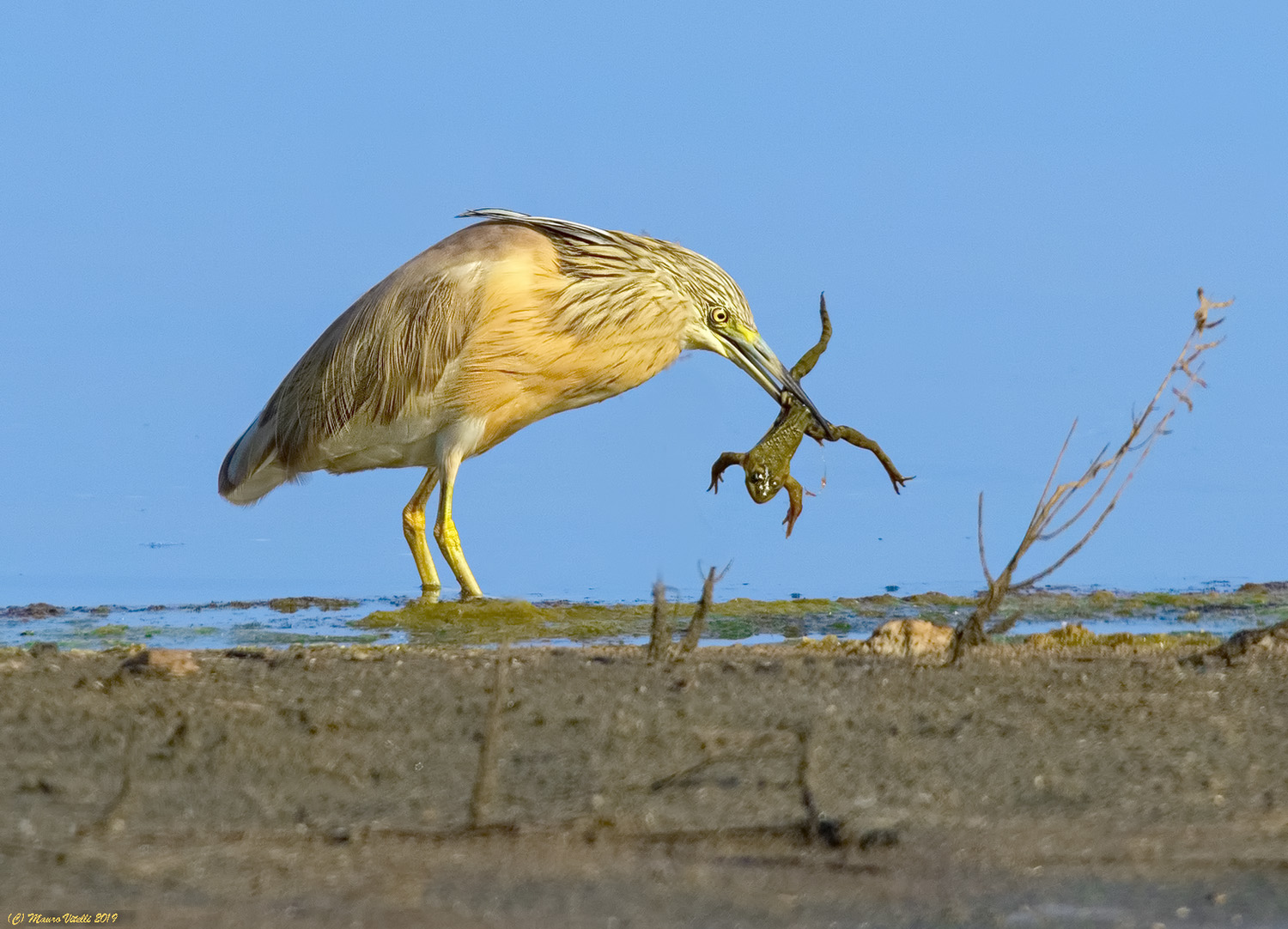 Sgarza Ciuffetto (Ardeola ralloides)