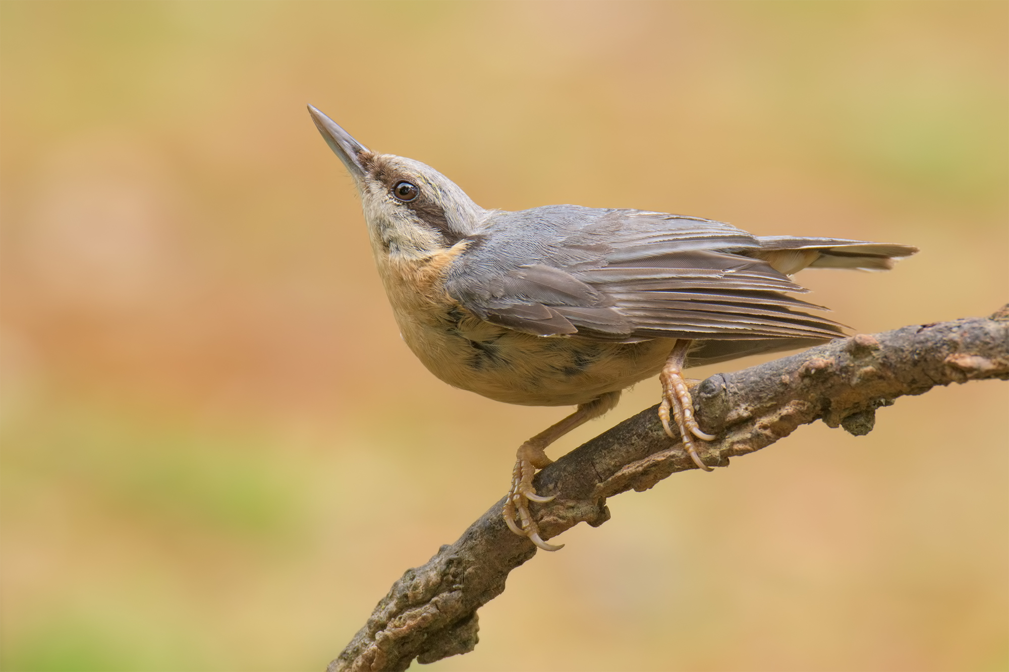 Giovane Picchio Muratore- Oasi lago di Porta
