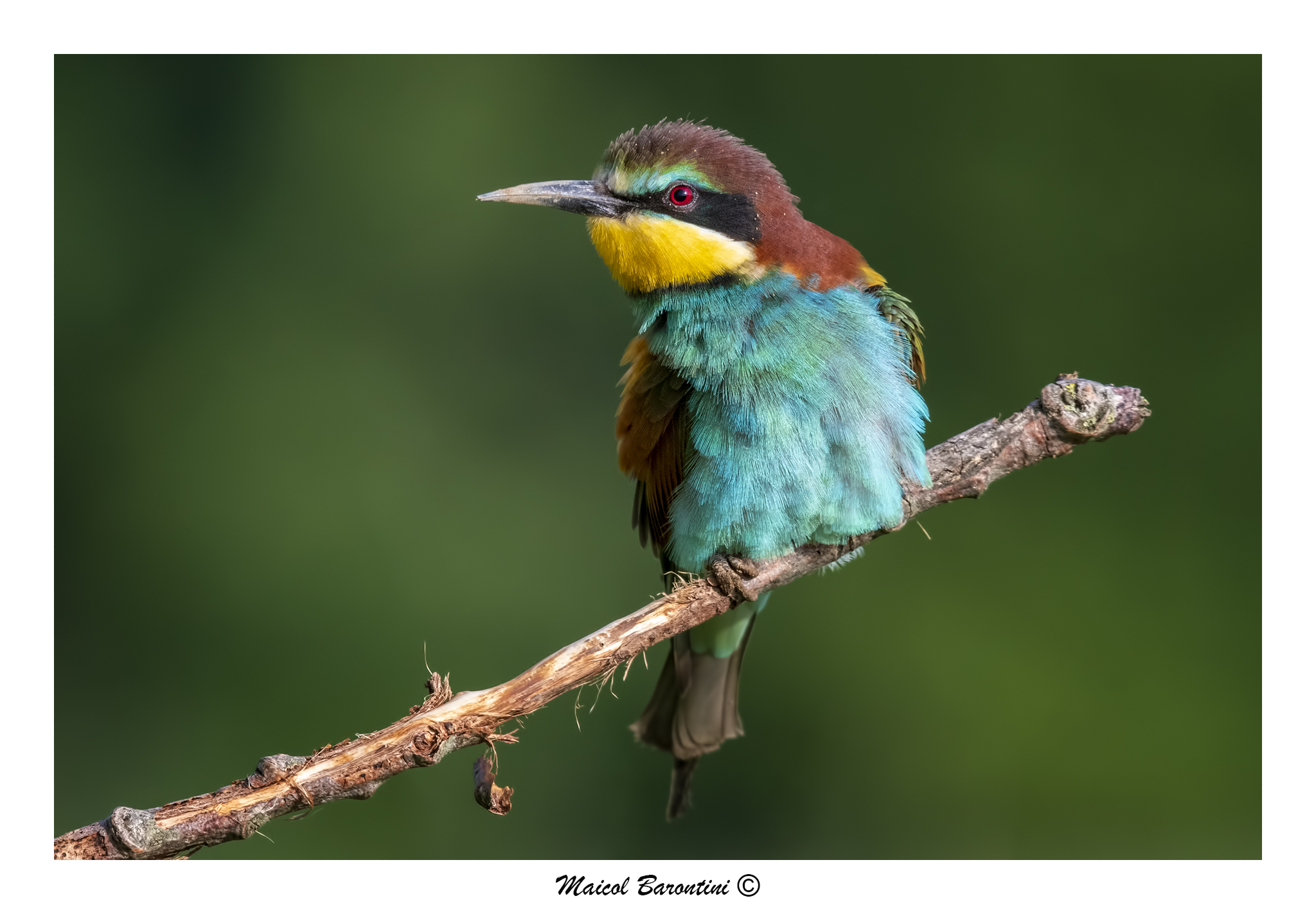 Gruccione sparruccato