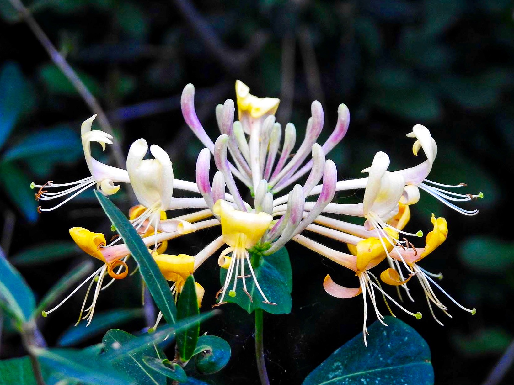 Honeysuckle