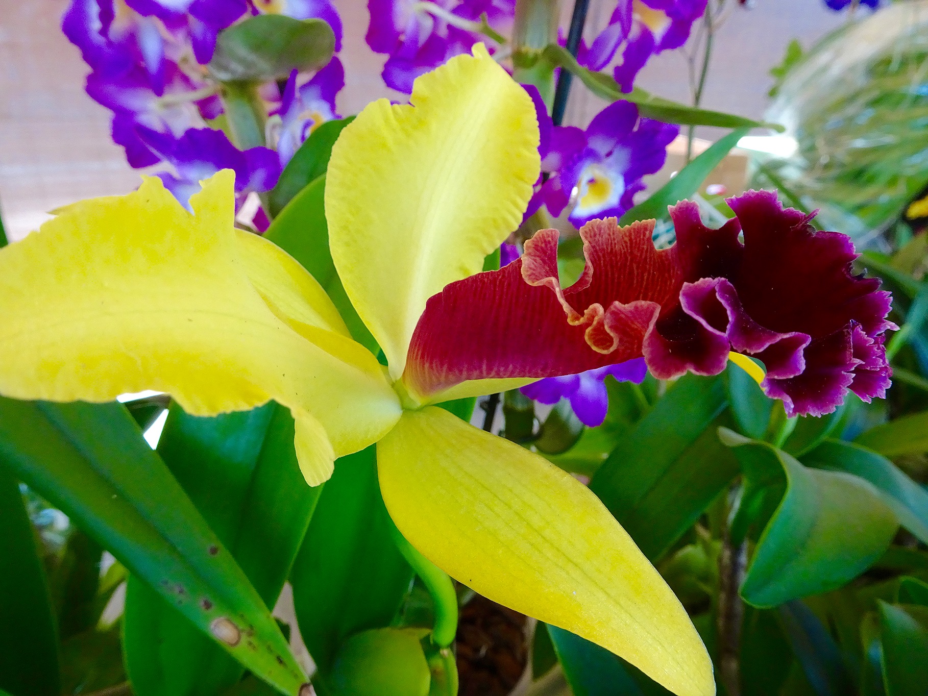 The beauty of orchids