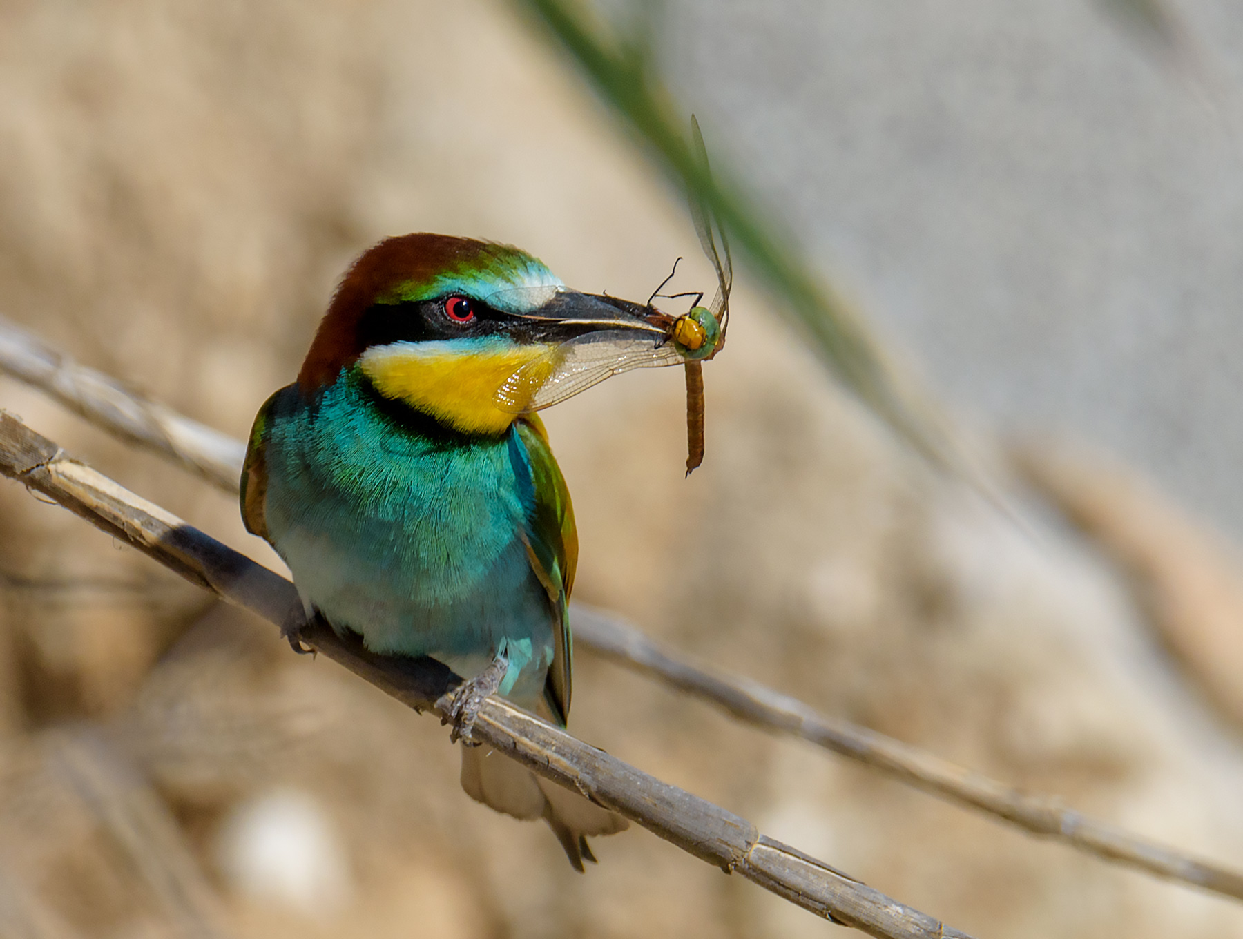 Bee-eater