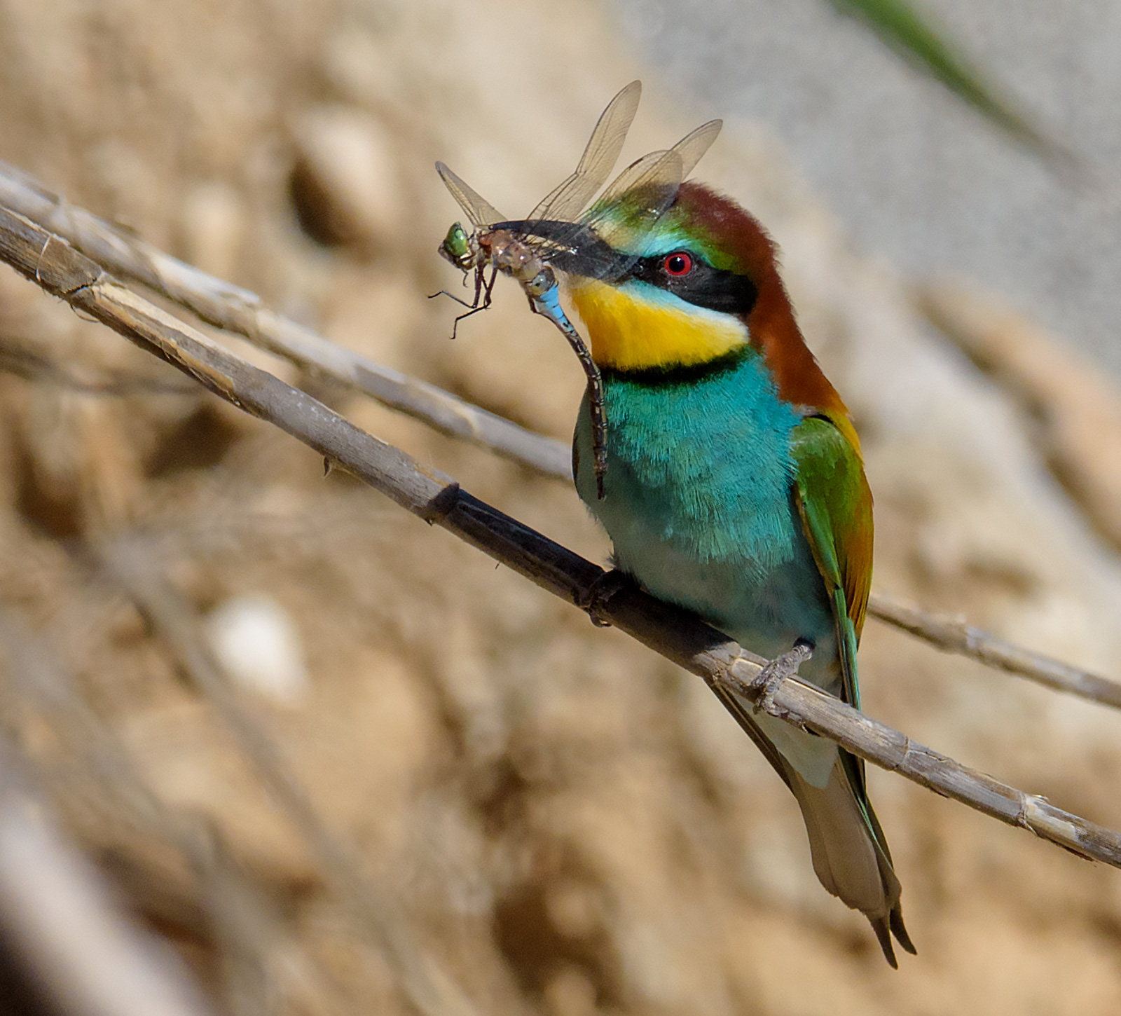 Bee-eater