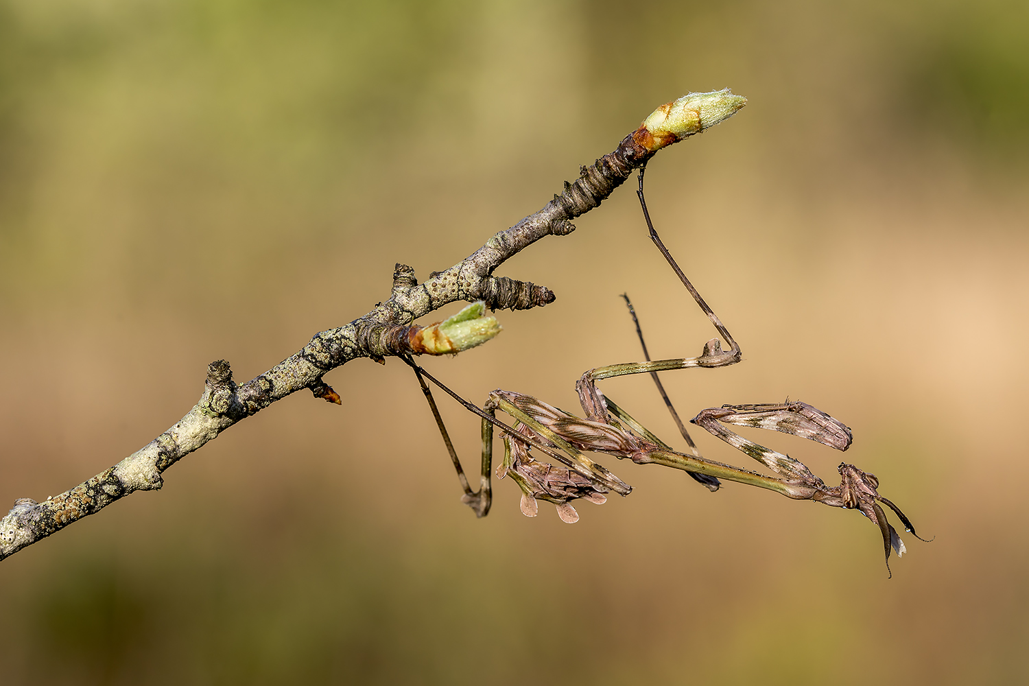 Empusa pennata.