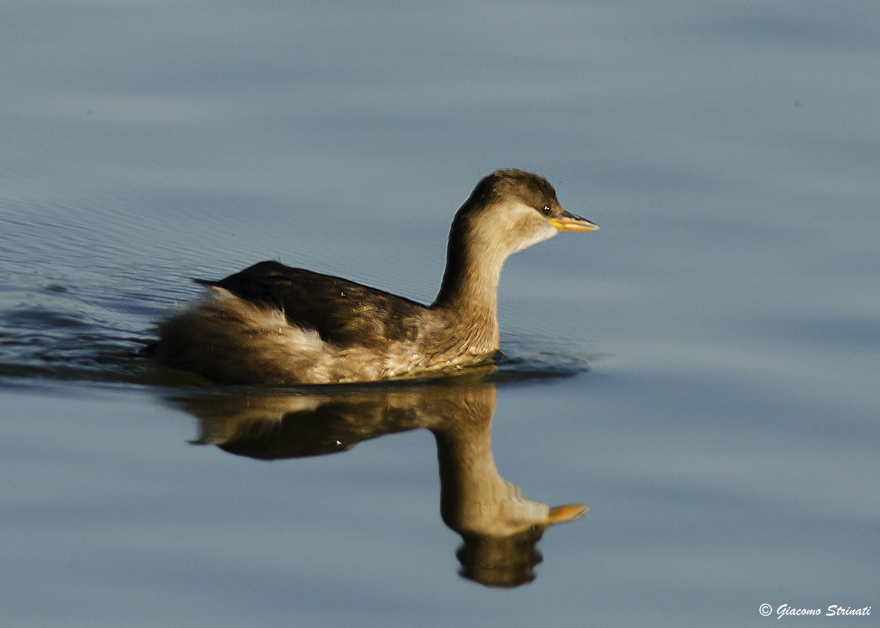Tuffetto (Tachybaptus ruficollis)