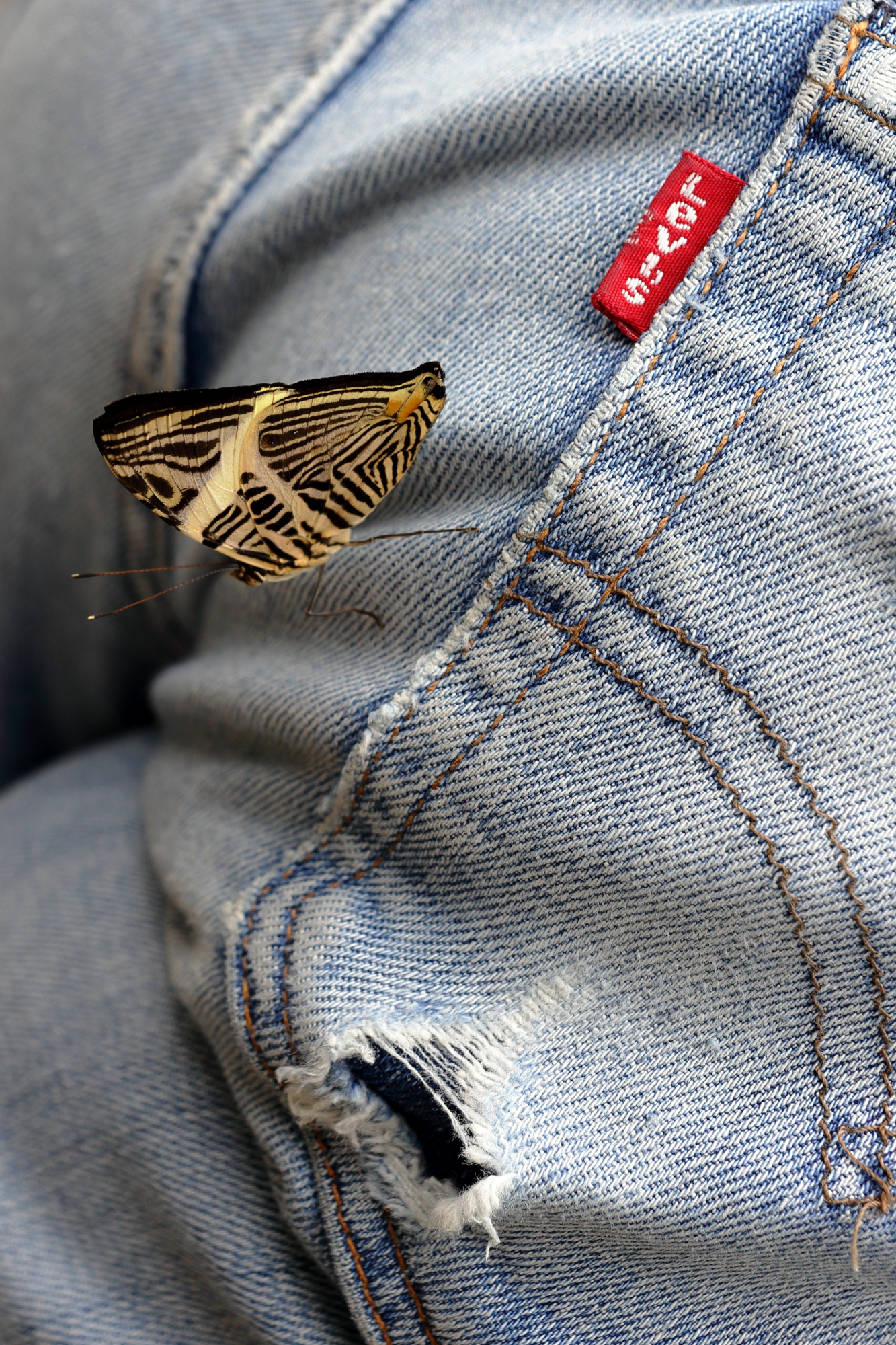 Cesare nella casa delle farfalle