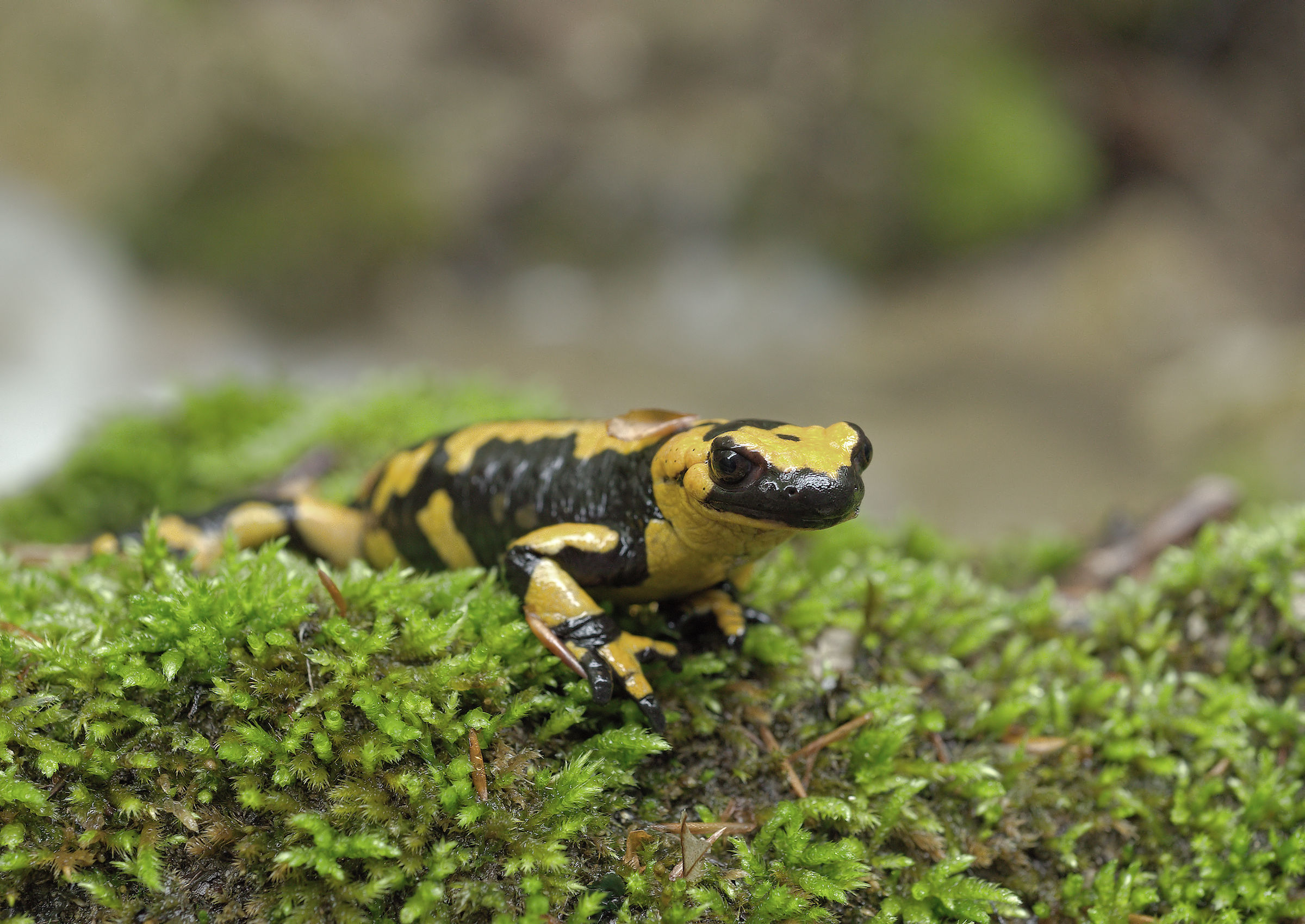 Salamandra pezzata (Salamandra Salamandra giglioils)