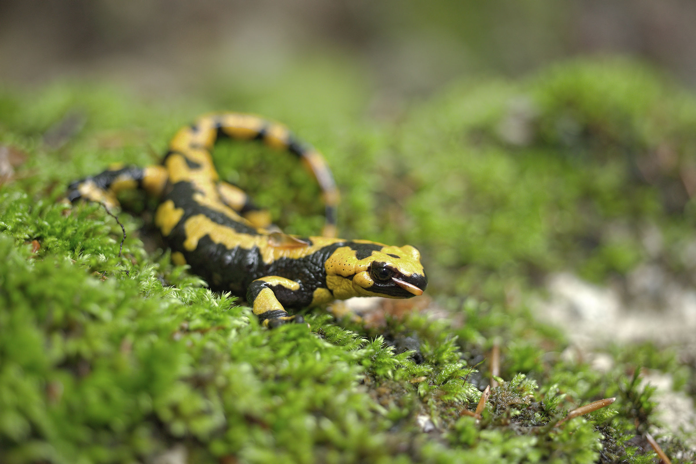 Salamandra pezzata (Salamandra Salamandra giglioils)