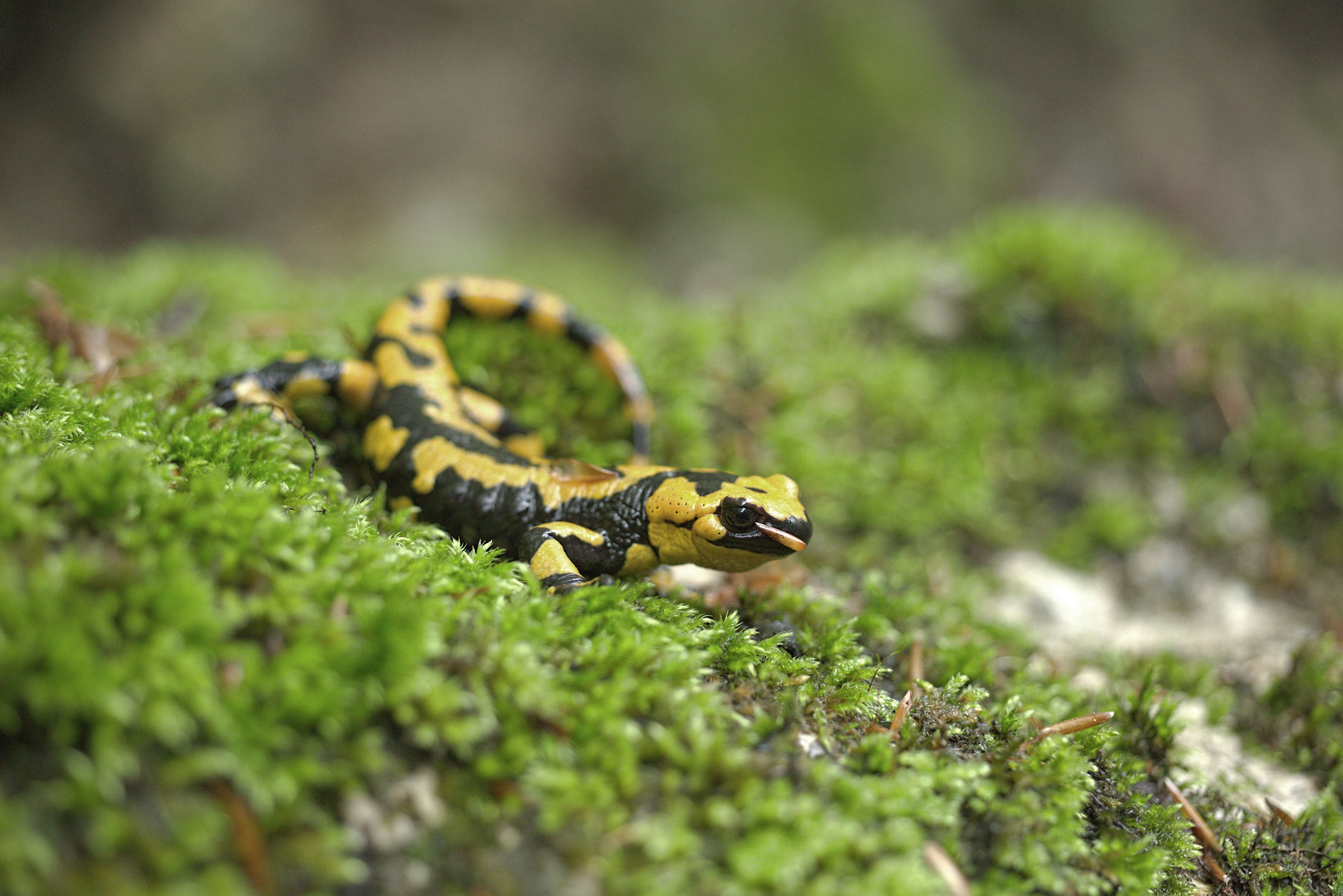 Salamandra pezzata (Salamandra Salamandra giglioils)
