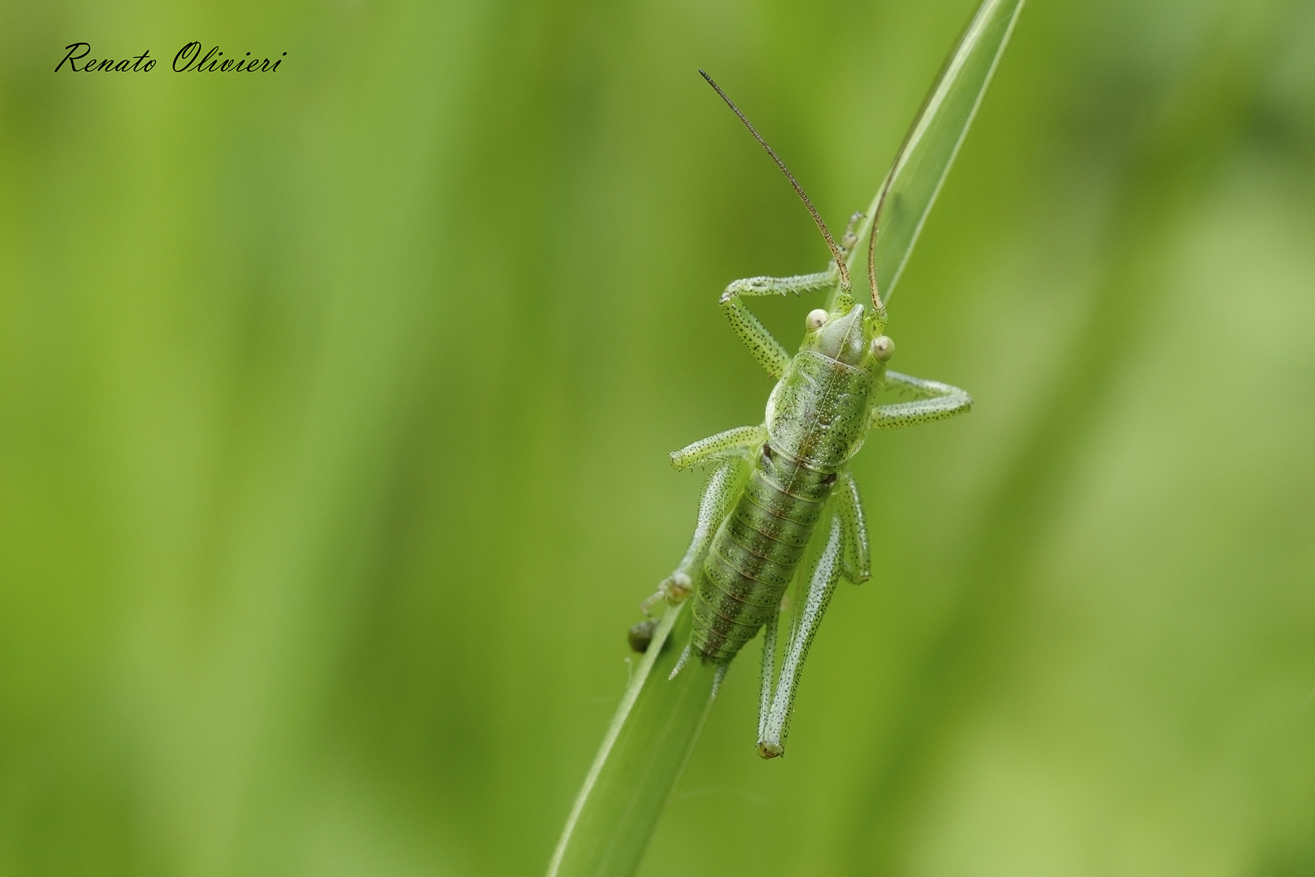 In the Green