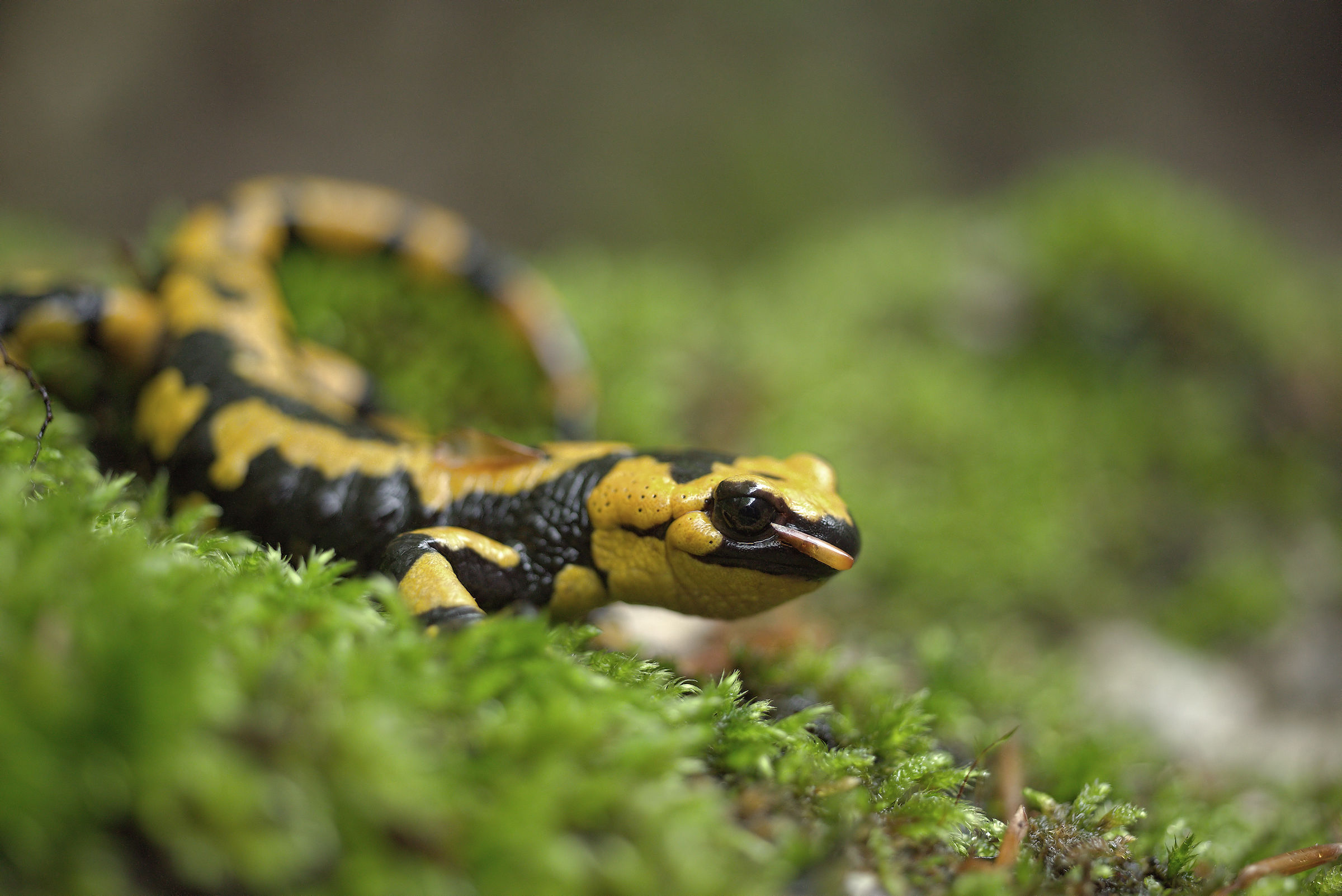 Salamandra pezzata (Salamandra Salamandra giglioils)