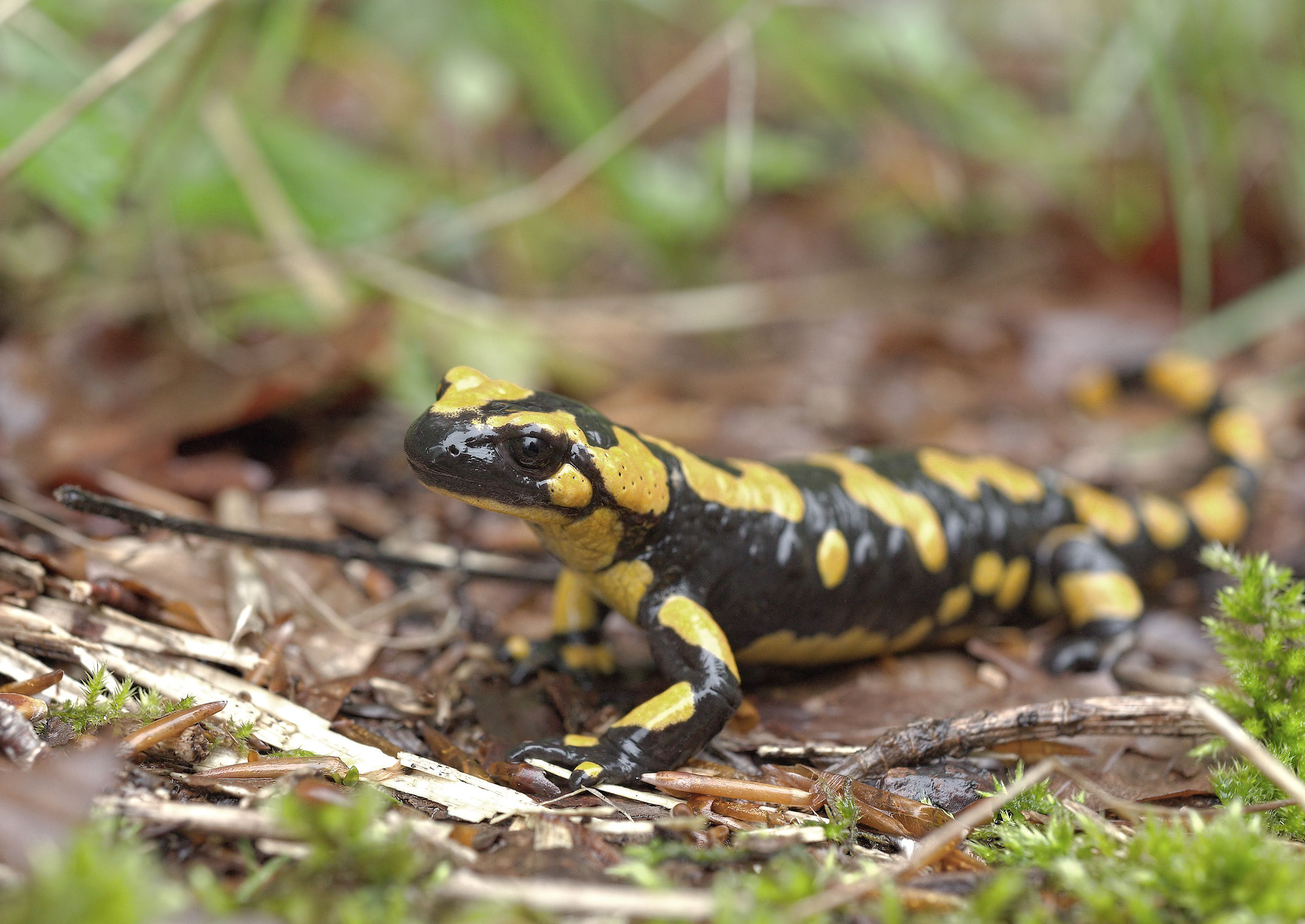 Salamandra pezzata (Salamandra Salamandra giglioils)