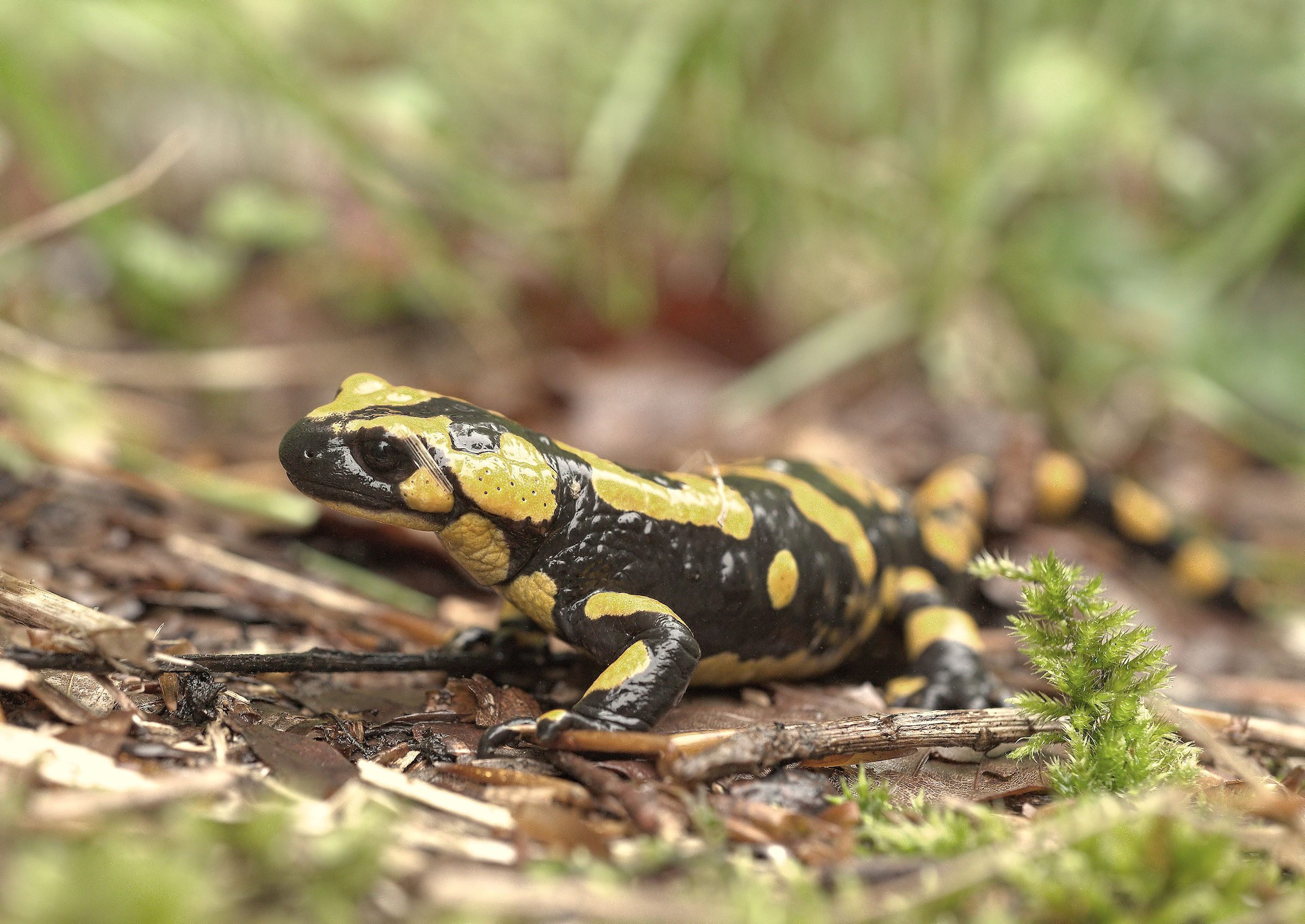 Salamandra pezzata (Salamandra Salamandra giglioils)