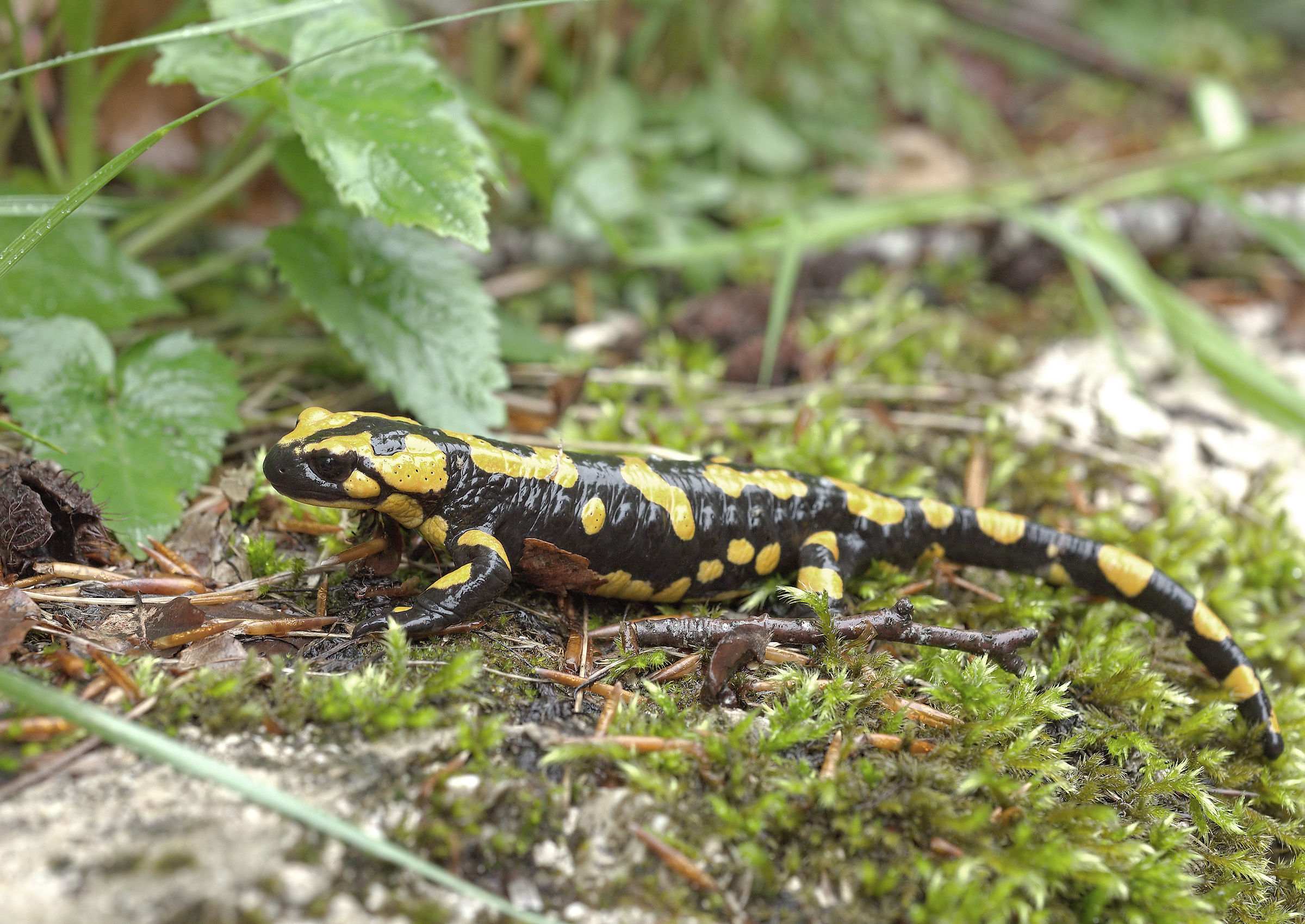 Salamandra pezzata (Salamandra Salamandra giglioils)