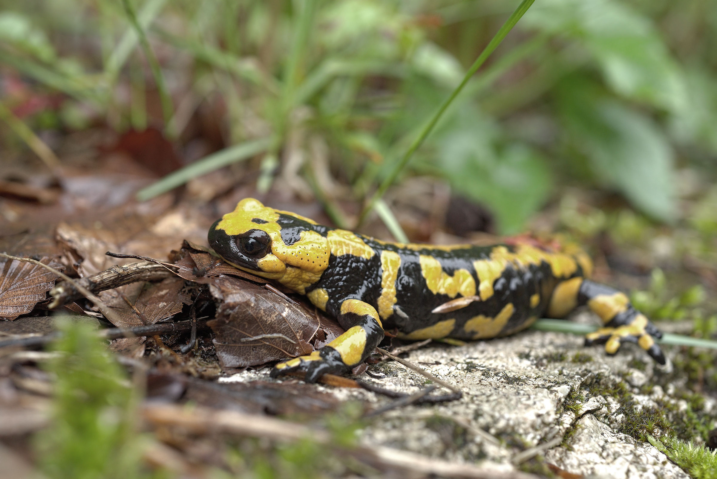 Salamandra pezzata (Salamandra Salamandra giglioils)