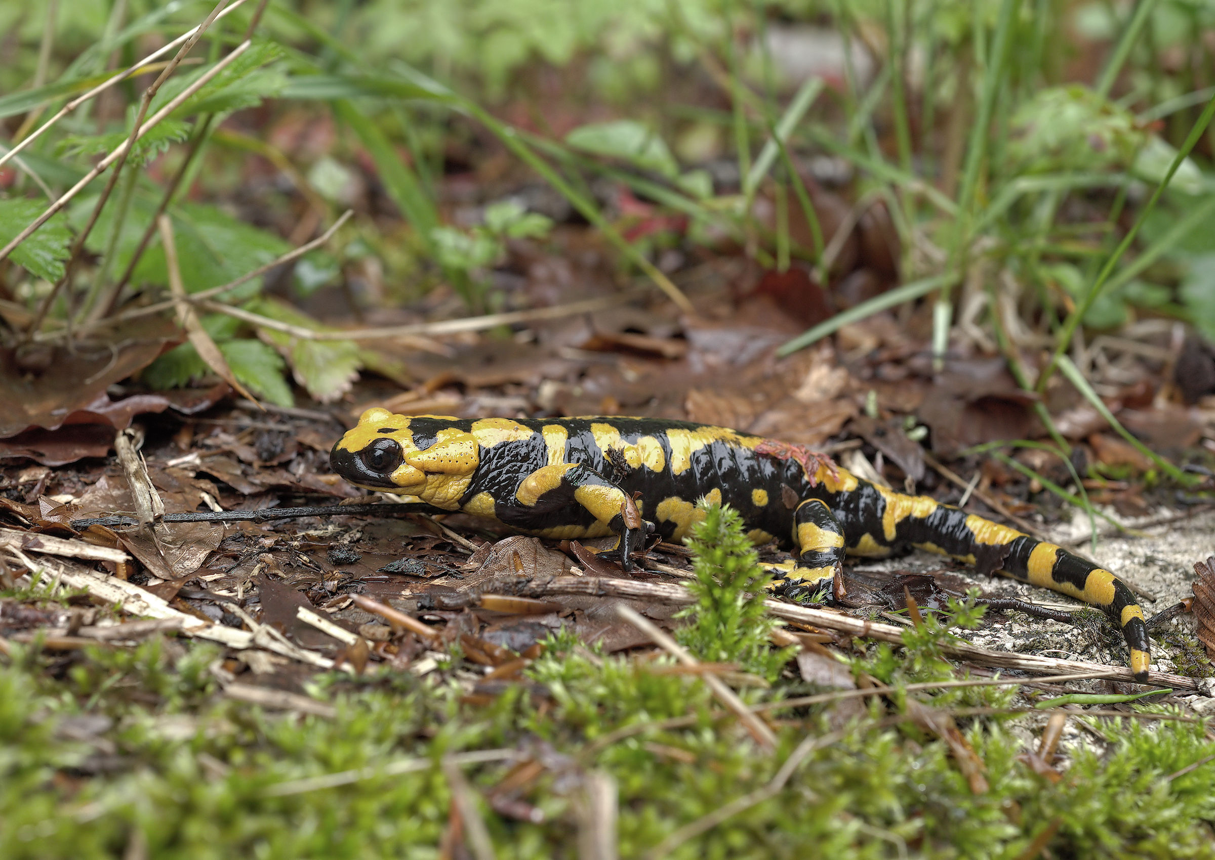 Salamandra pezzata (Salamandra Salamandra giglioils)