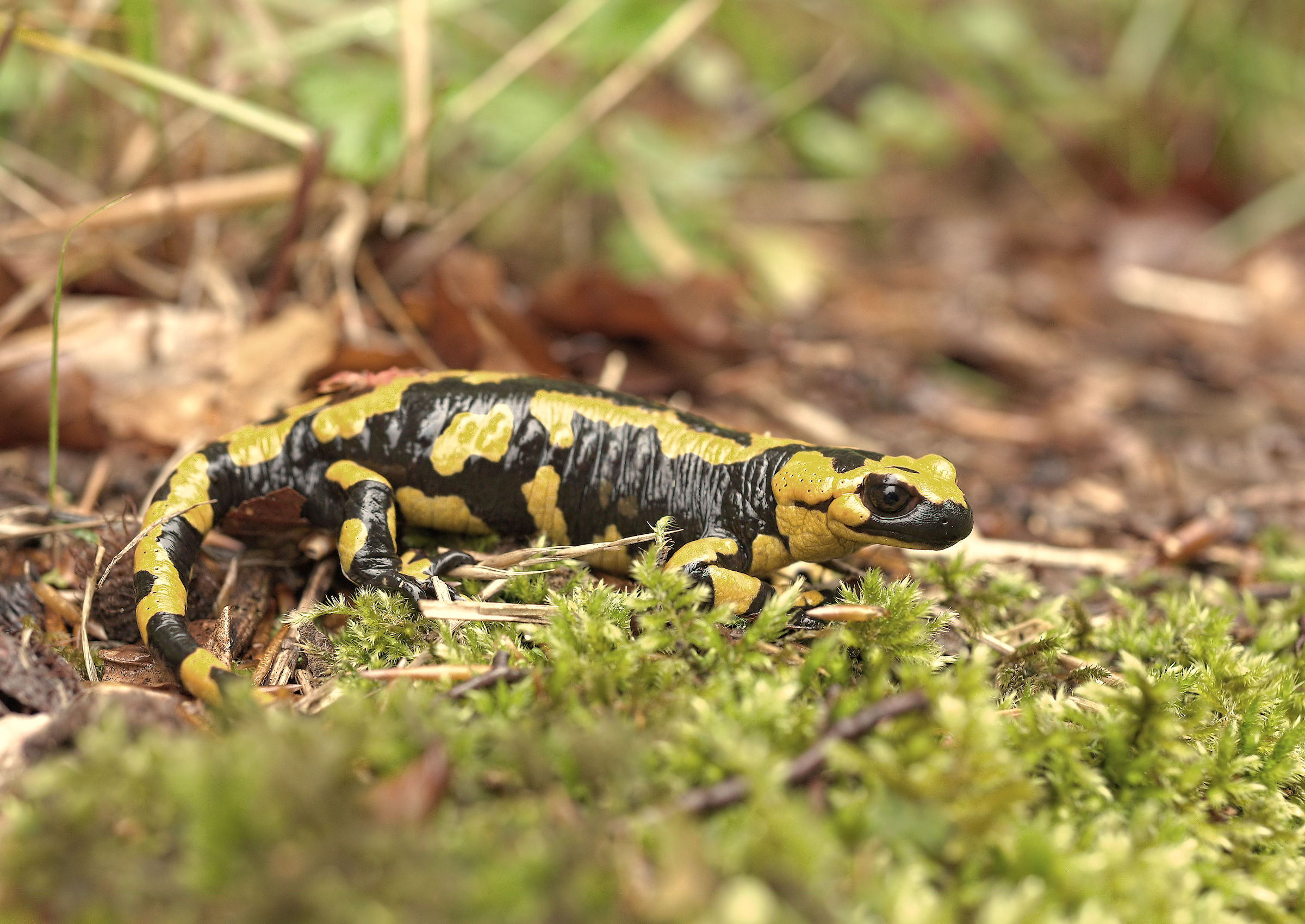 Salamandra pezzata (Salamandra Salamandra giglioils)