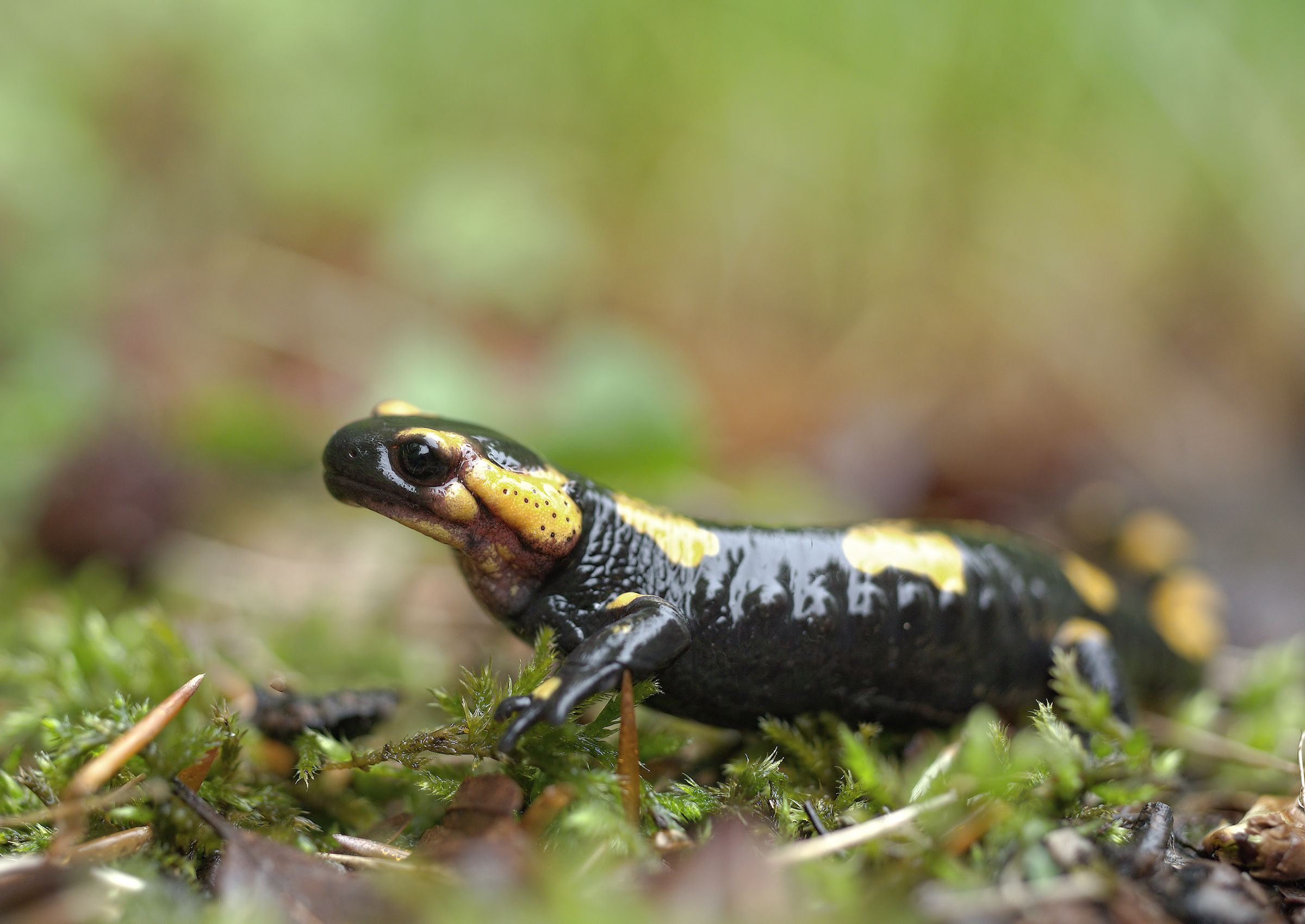 Salamandra pezzata (Salamandra Salamandra giglioils)