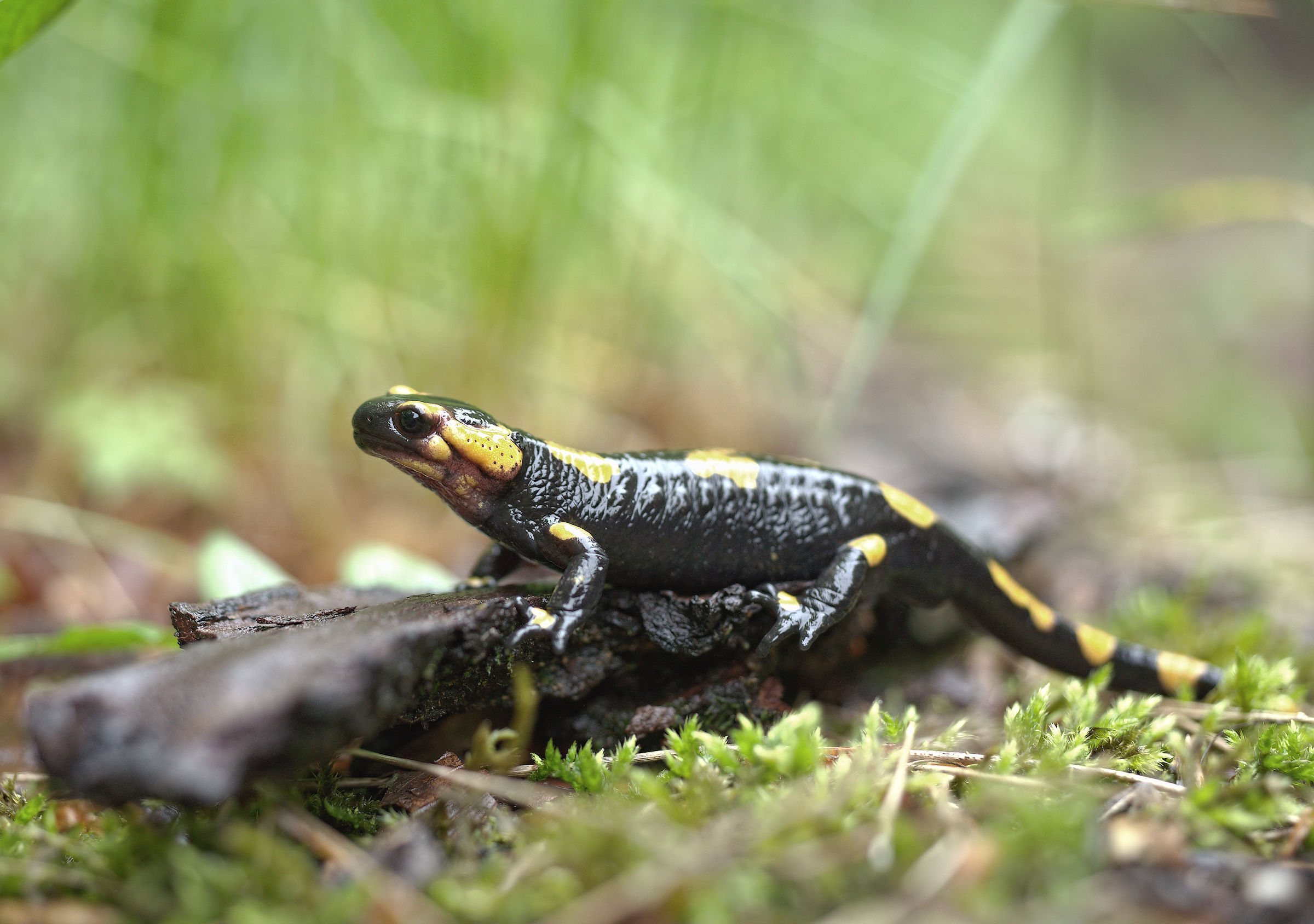Salamandra pezzata (Salamandra Salamandra giglioils)