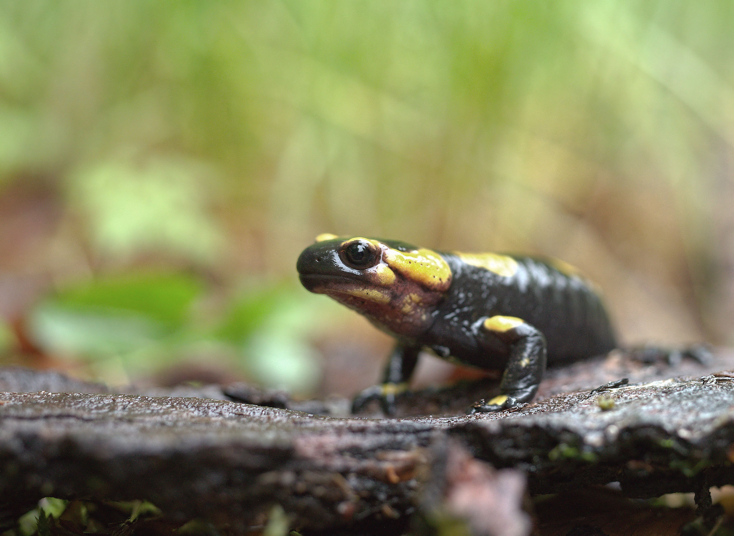 Salamandra pezzata (Salamandra Salamandra giglioils)