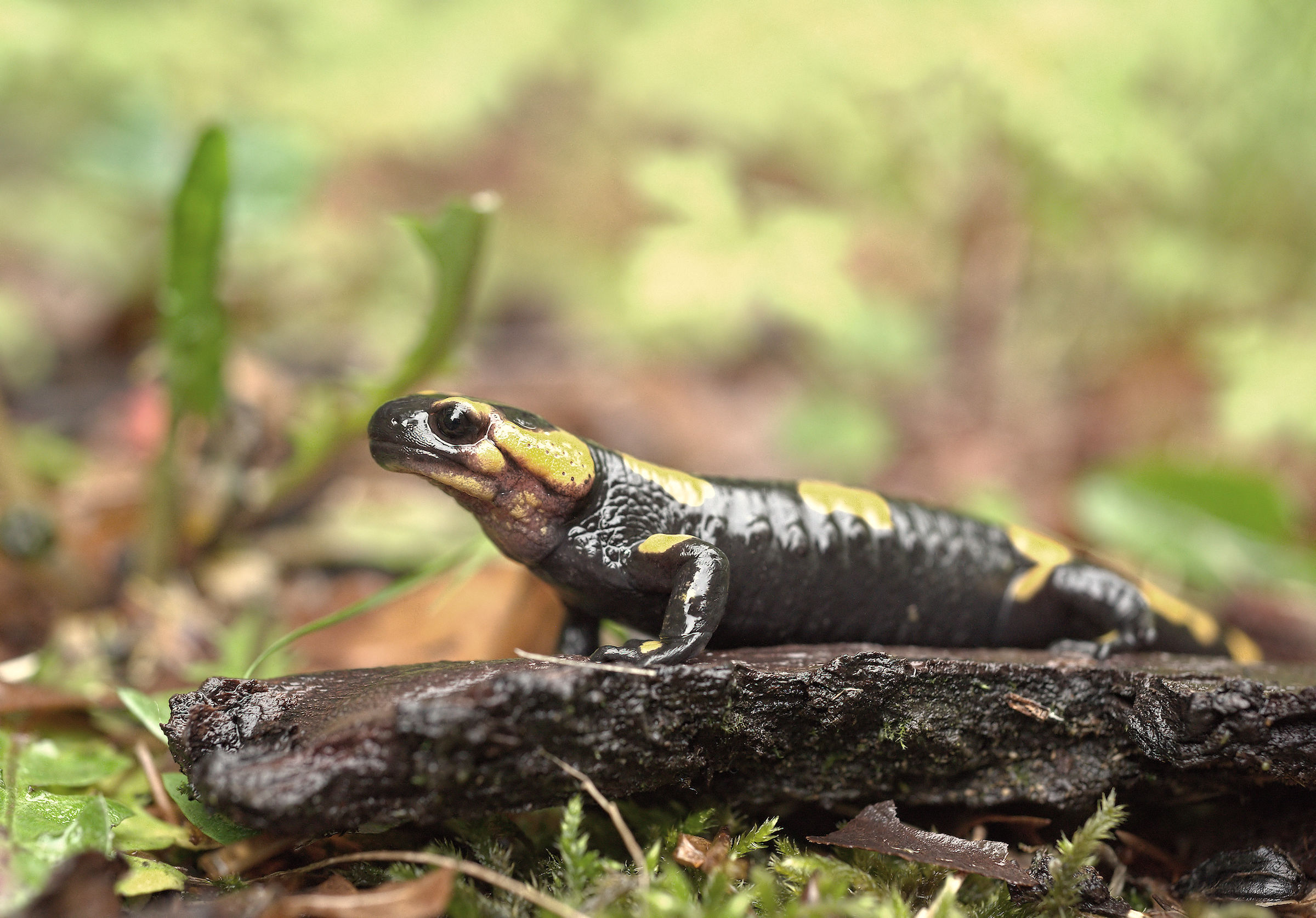 Salamandra pezzata (Salamandra Salamandra giglioils)