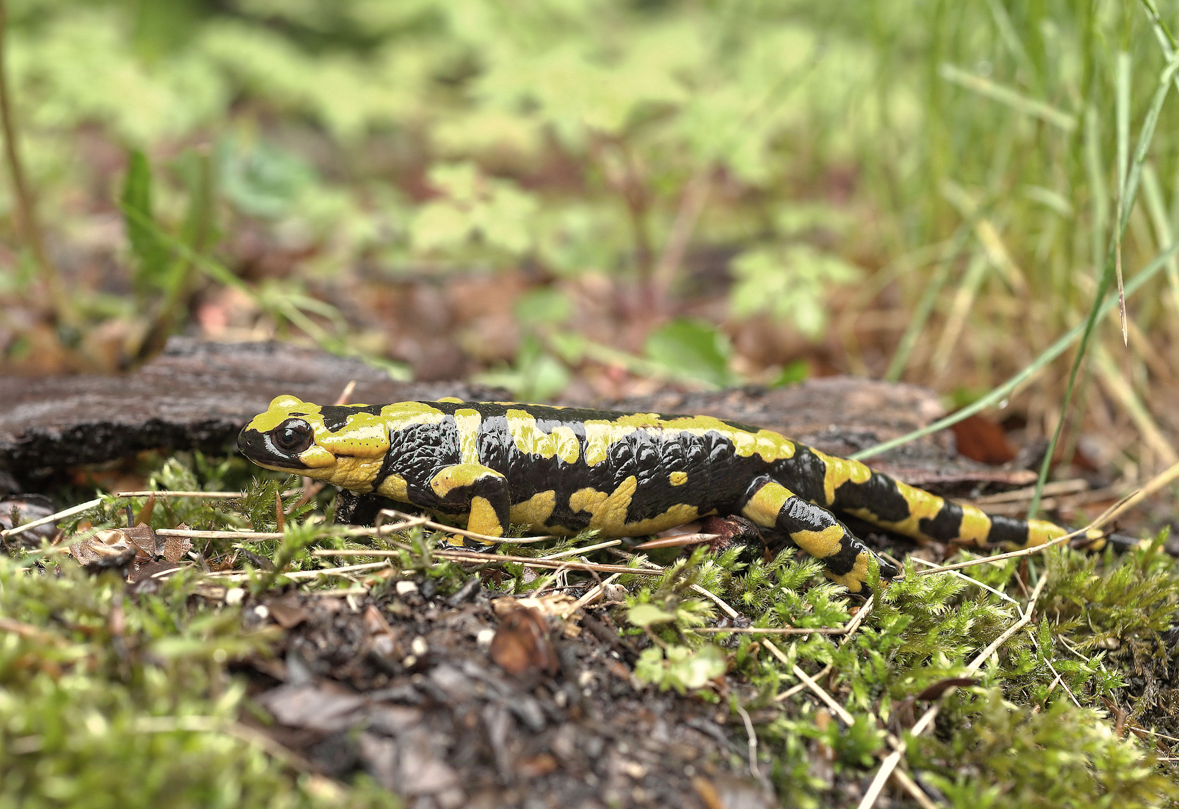 Salamandra pezzata (Salamandra Salamandra giglioils)