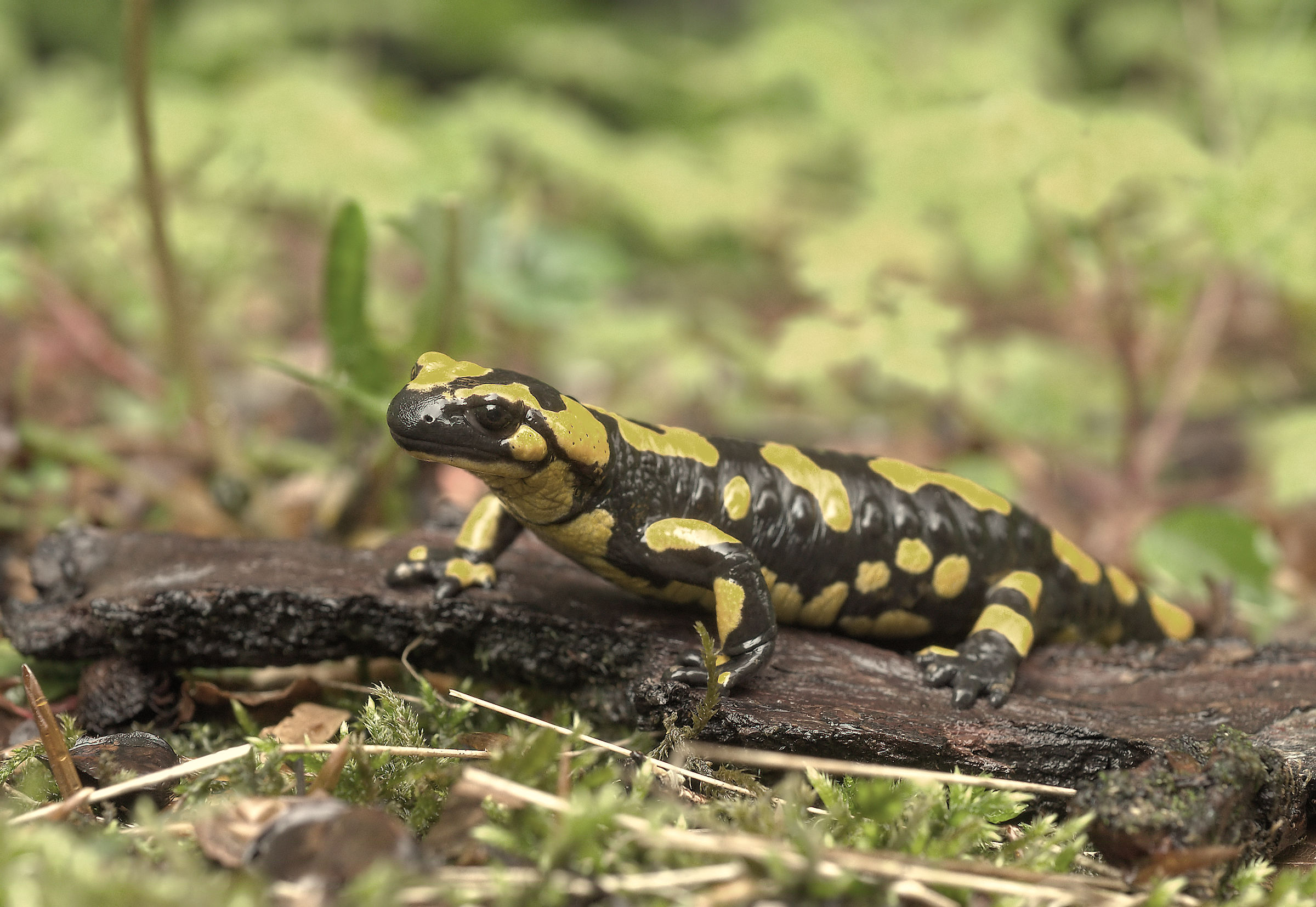 Salamandra pezzata (Salamandra Salamandra giglioils)