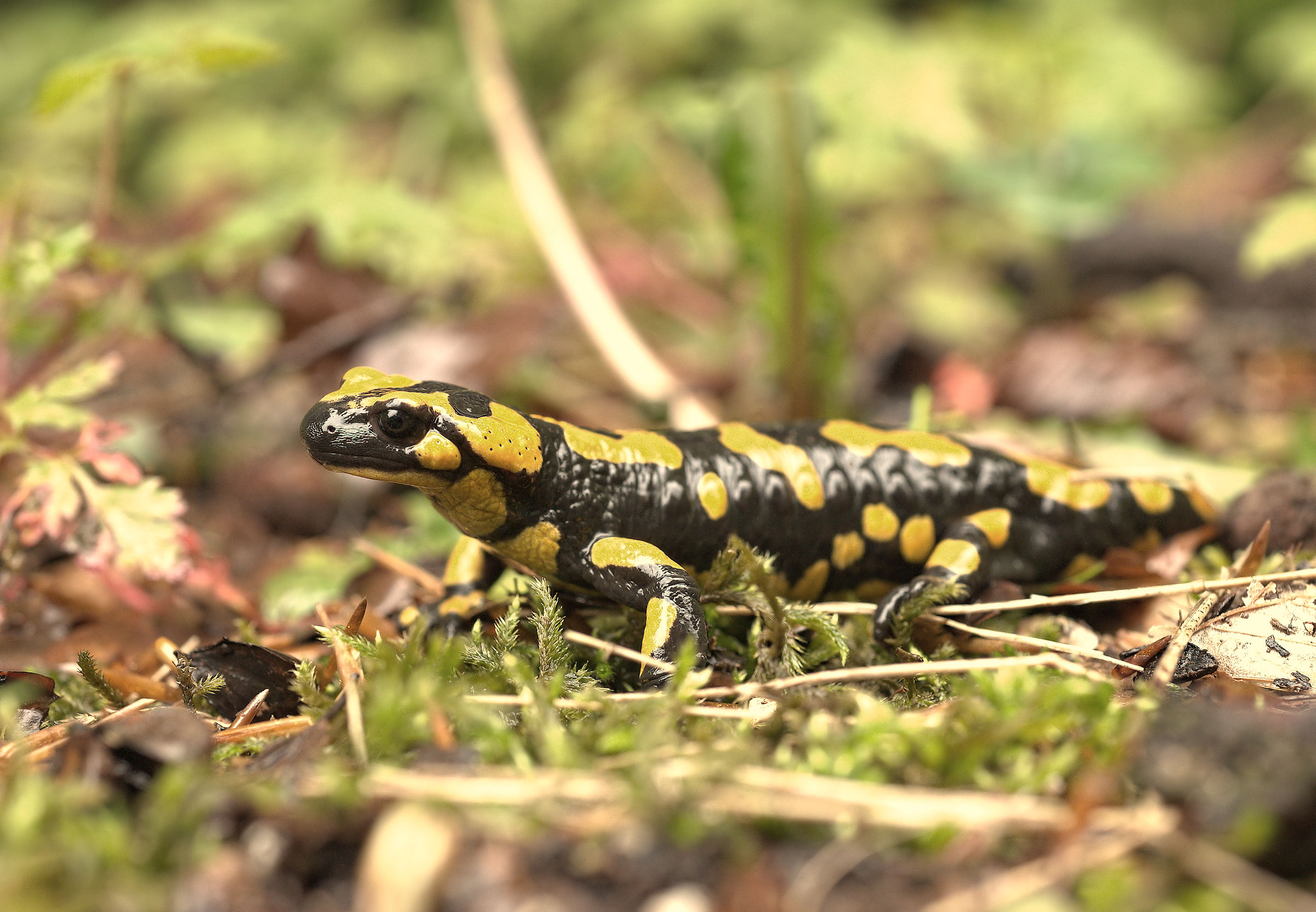 Salamandra pezzata (Salamandra Salamandra giglioils)