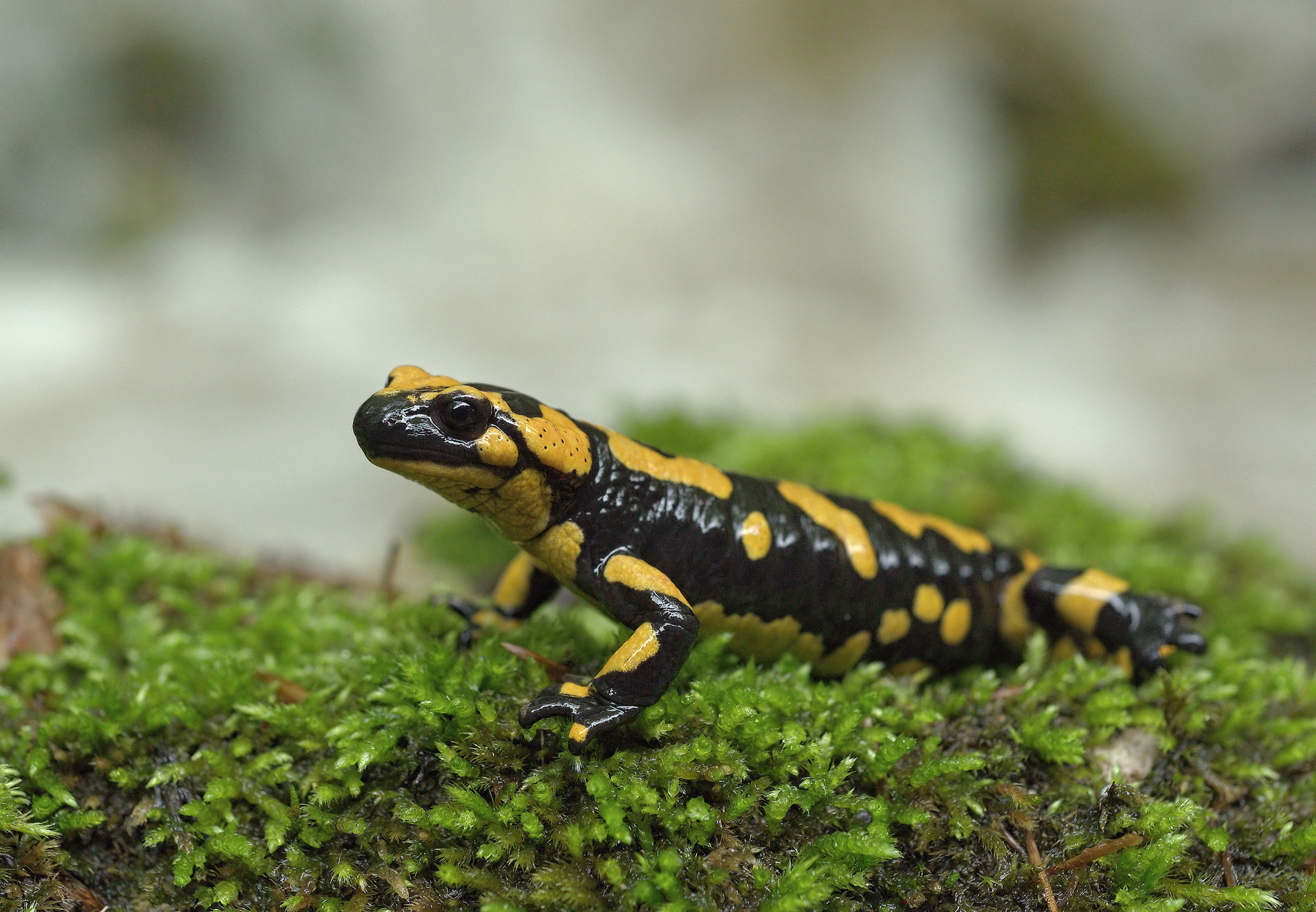 Salamandra pezzata (Salamandra Salamandra giglioils)