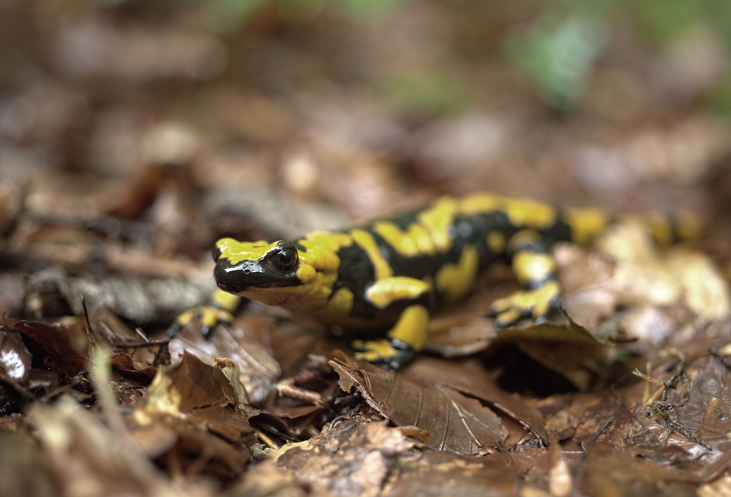 Salamandra pezzata (Salamandra Salamandra giglioils)