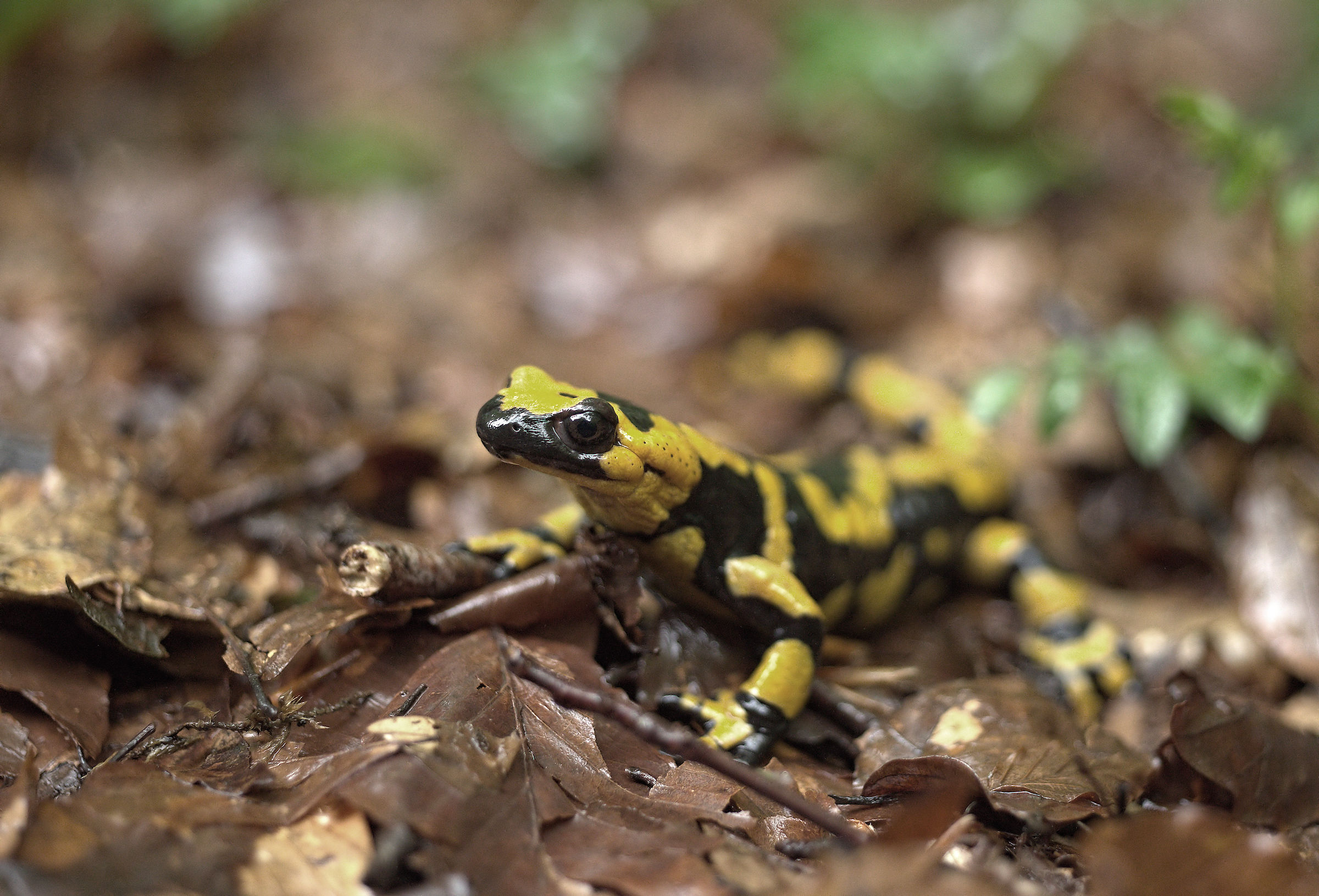 Salamandra pezzata (Salamandra Salamandra giglioils)