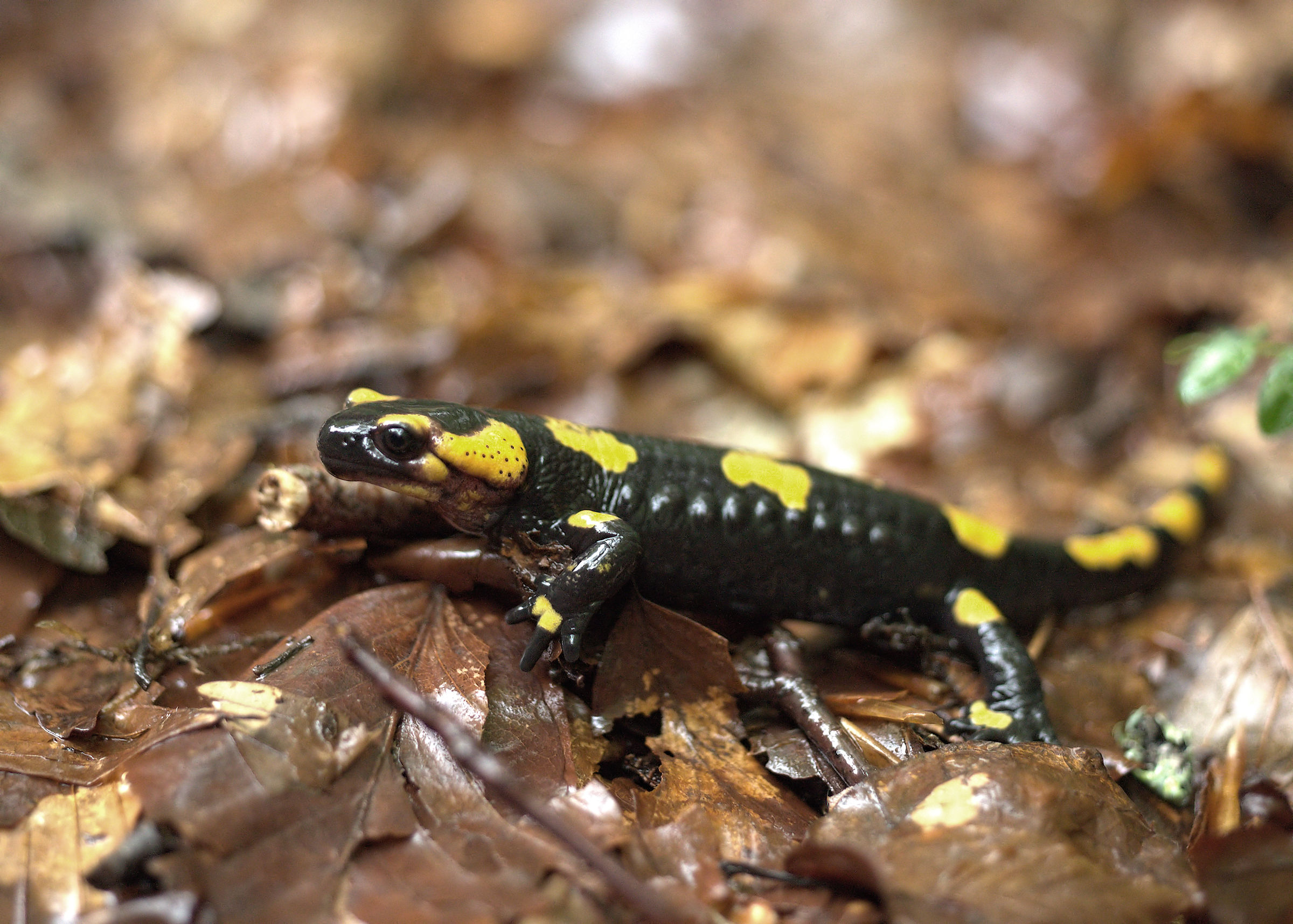 Salamandra pezzata (Salamandra Salamandra giglioils)