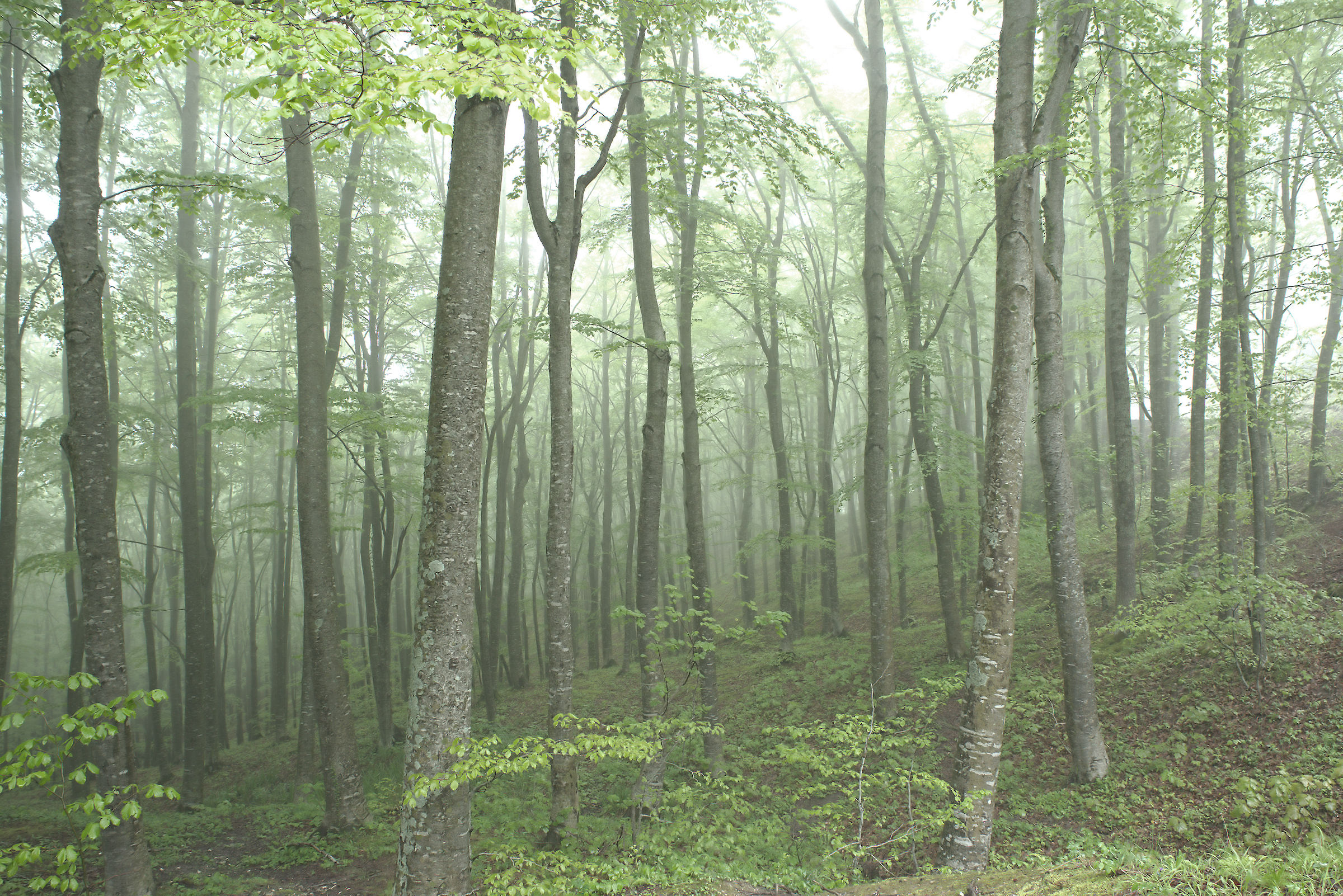 Faggeta della Maiella