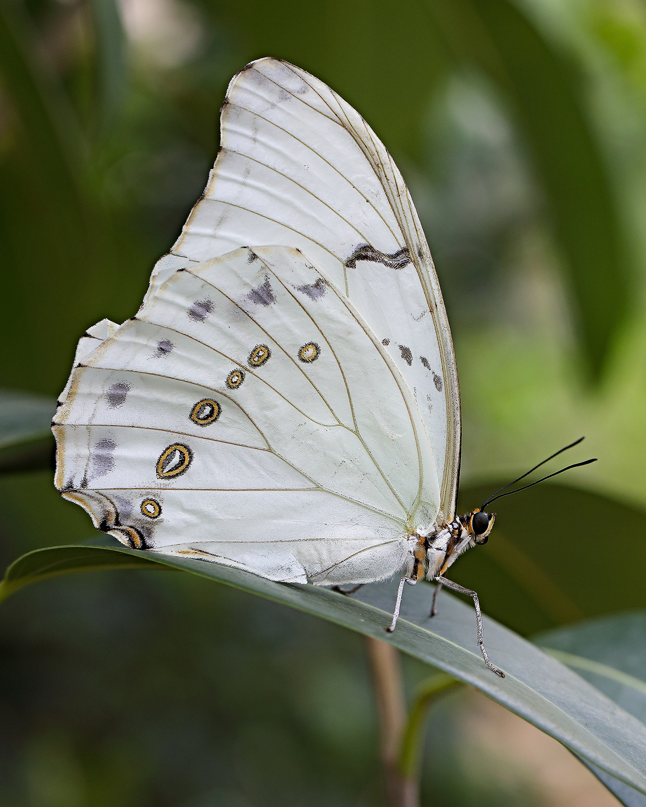 morpho polyphemus