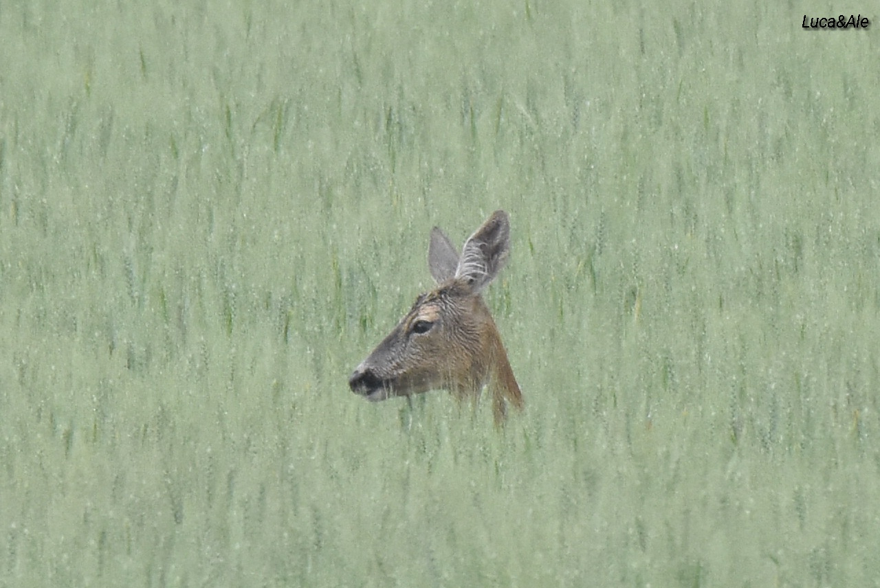 Roe Deer between the wheat