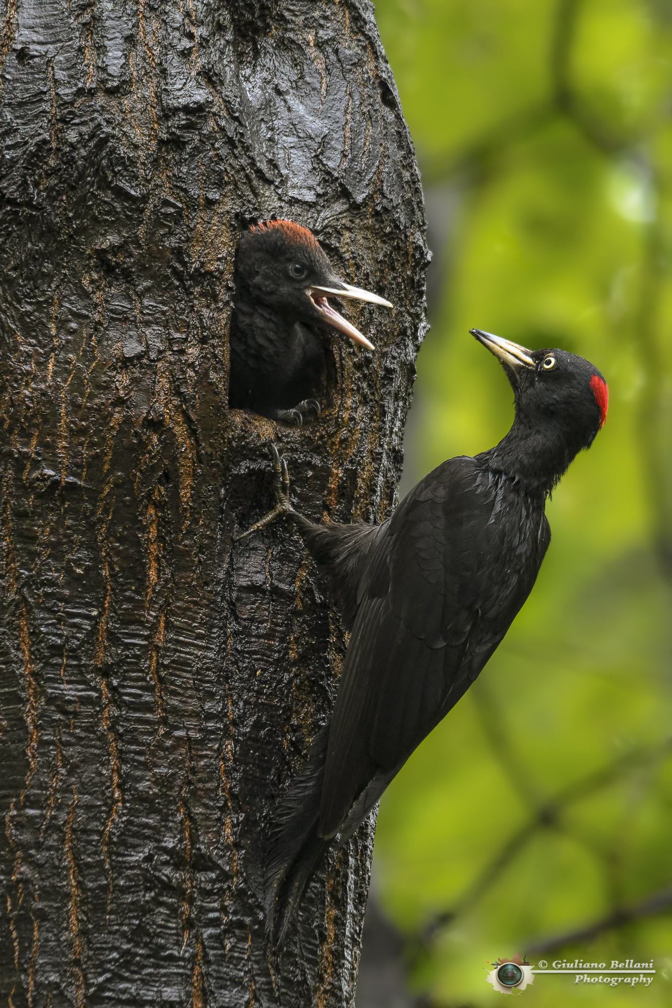 Picchio Nero............